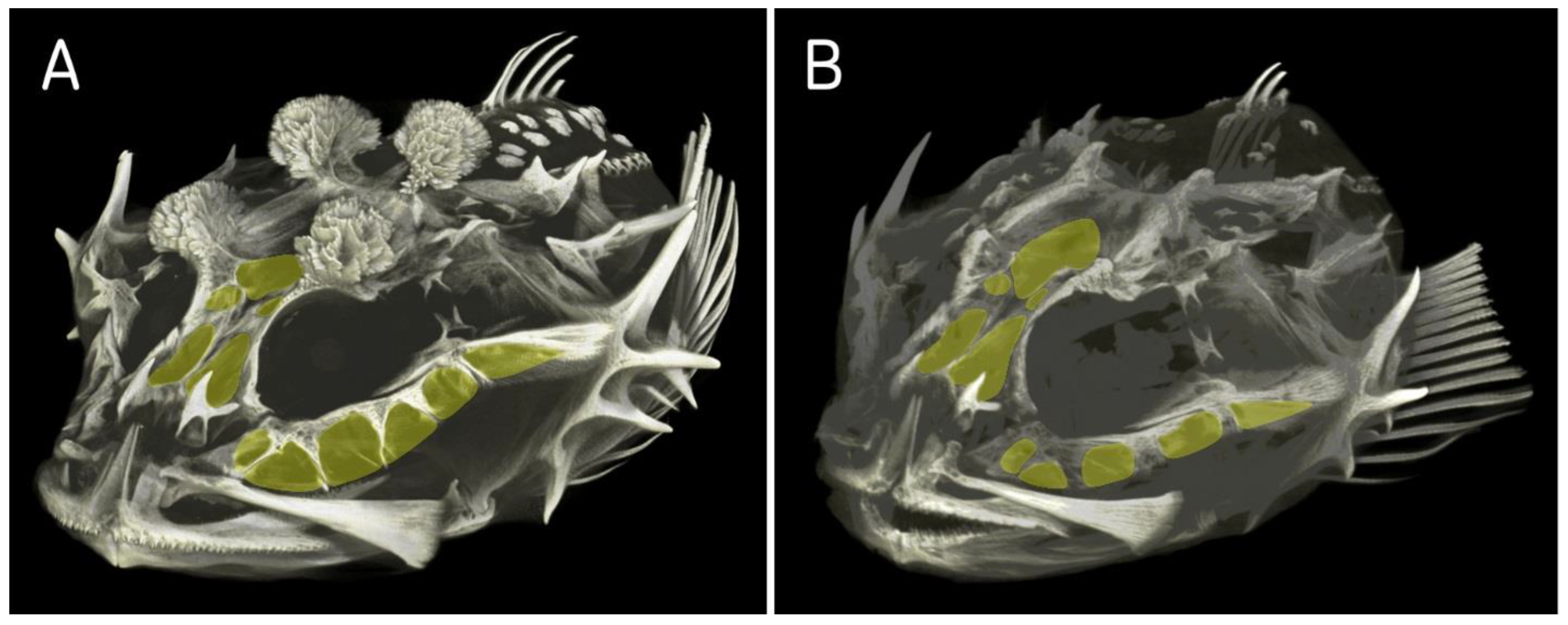 Diversity 14 00983 g005