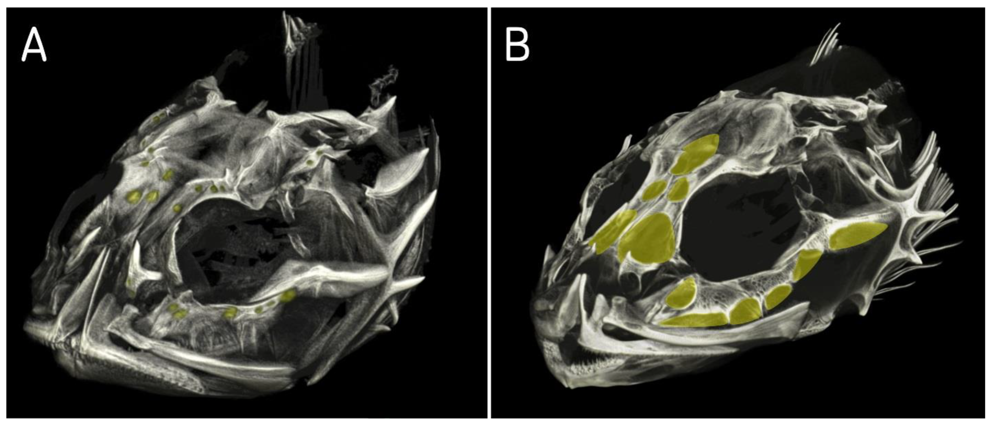 Diversity 14 00983 g009