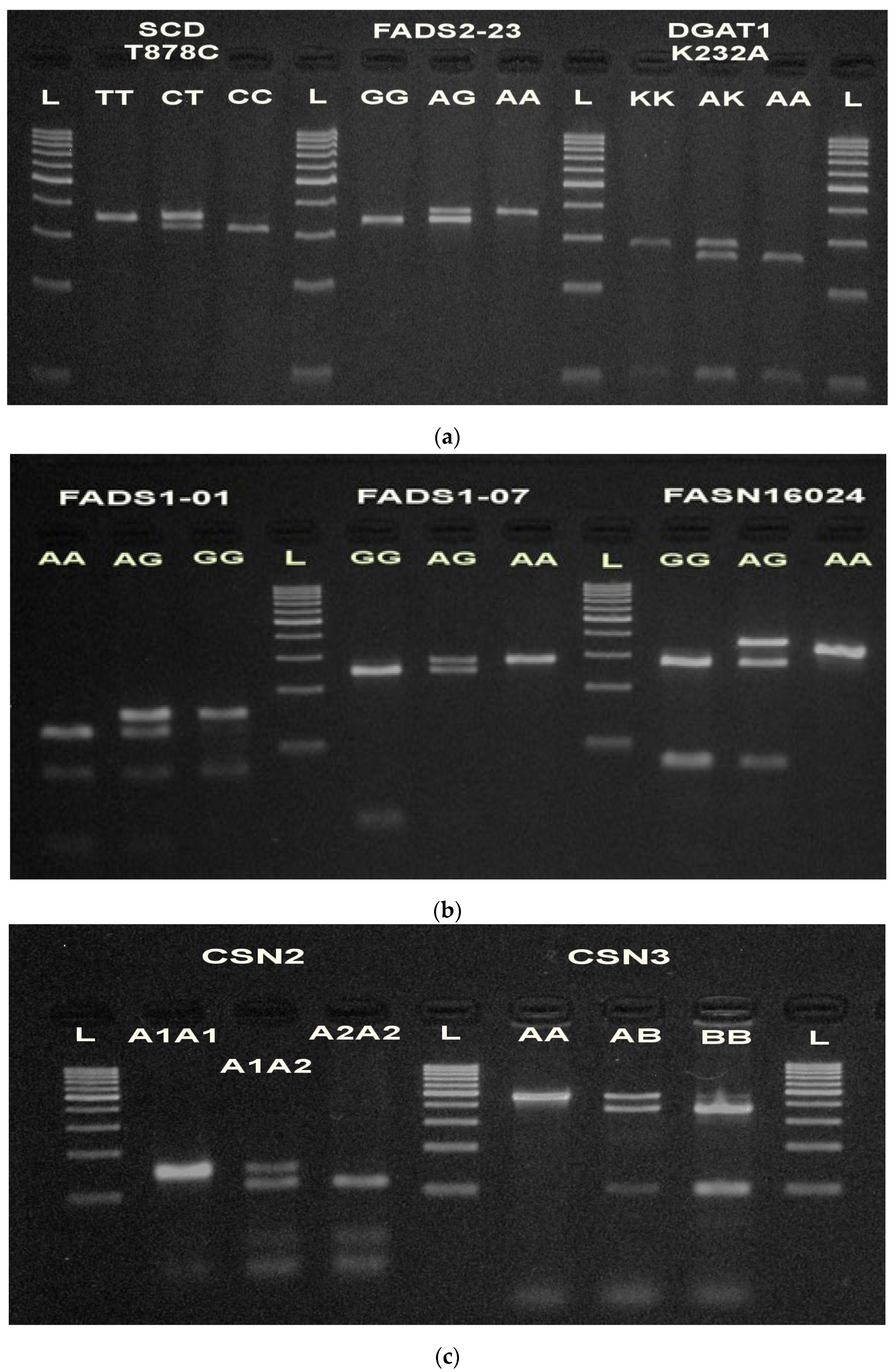 Diversity 14 00989 g001 Diversity 14 00989 g001