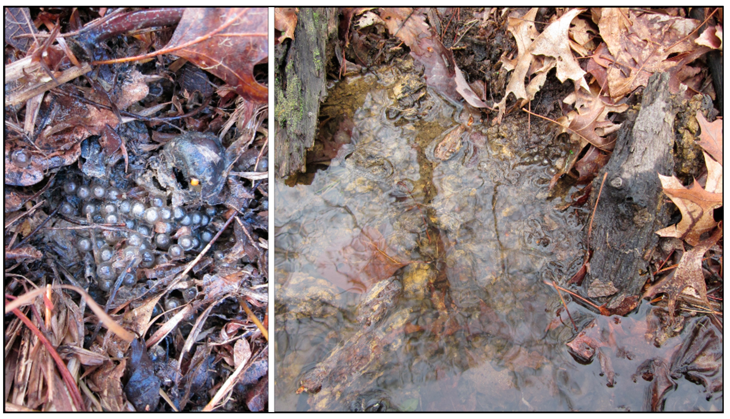 Diversity 14 00995 g003