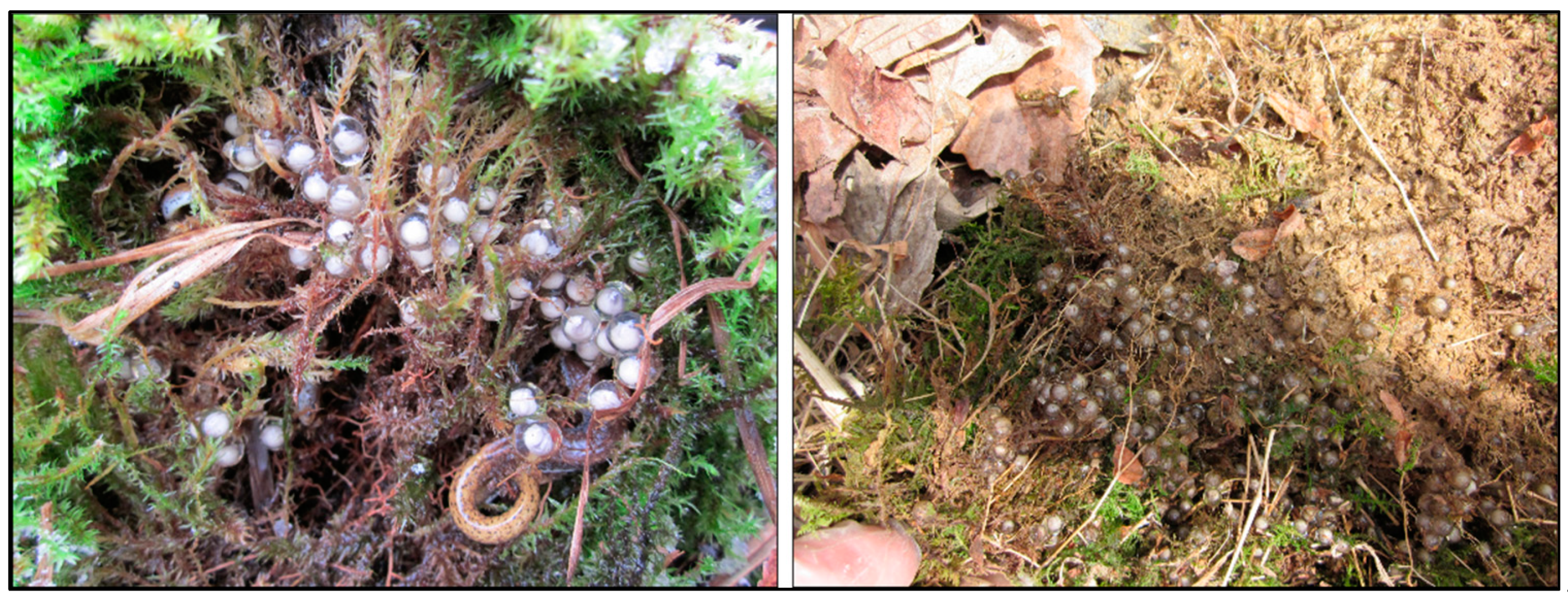 Diversity 14 00995 g004