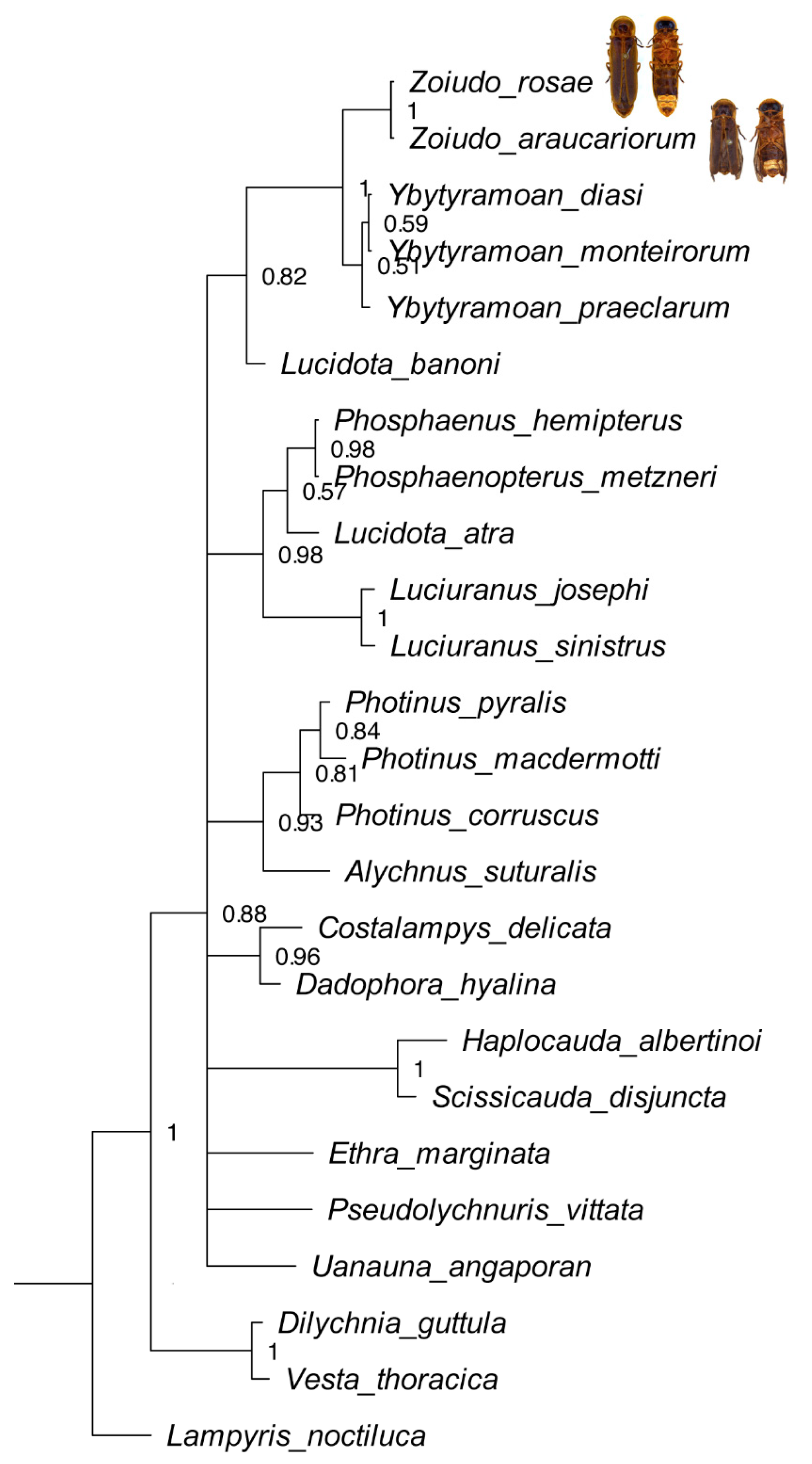 Diversity 14 01005 g001