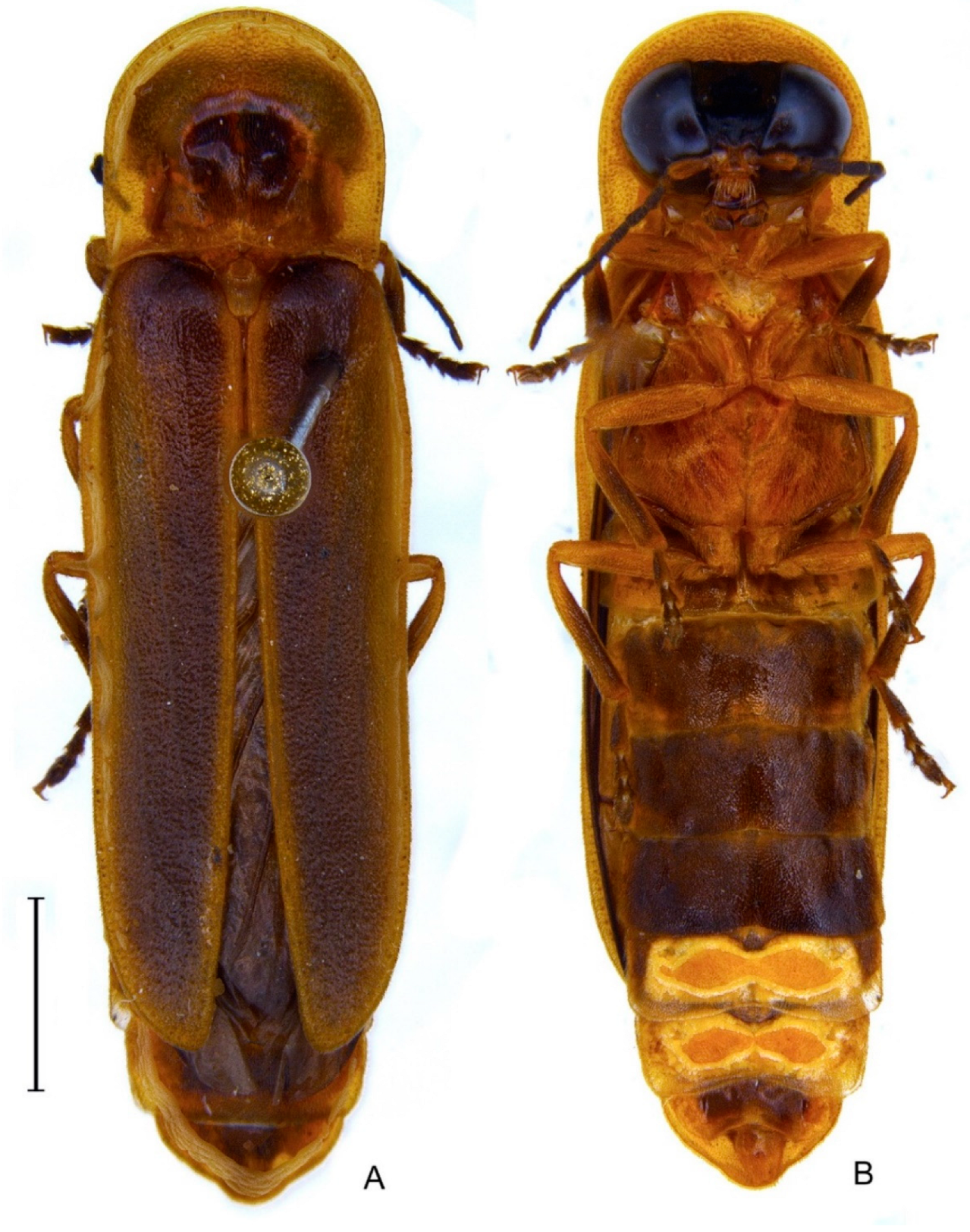 Diversity 14 01005 g003