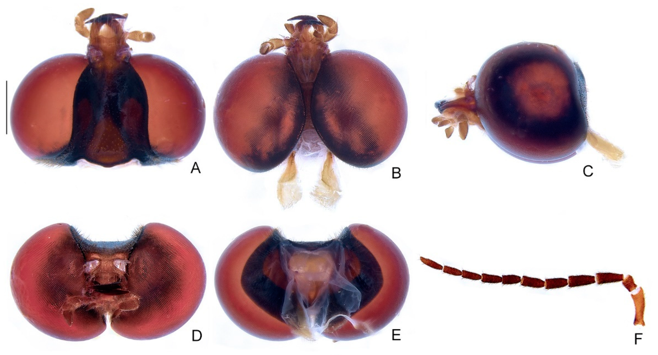 Diversity 14 01005 g004