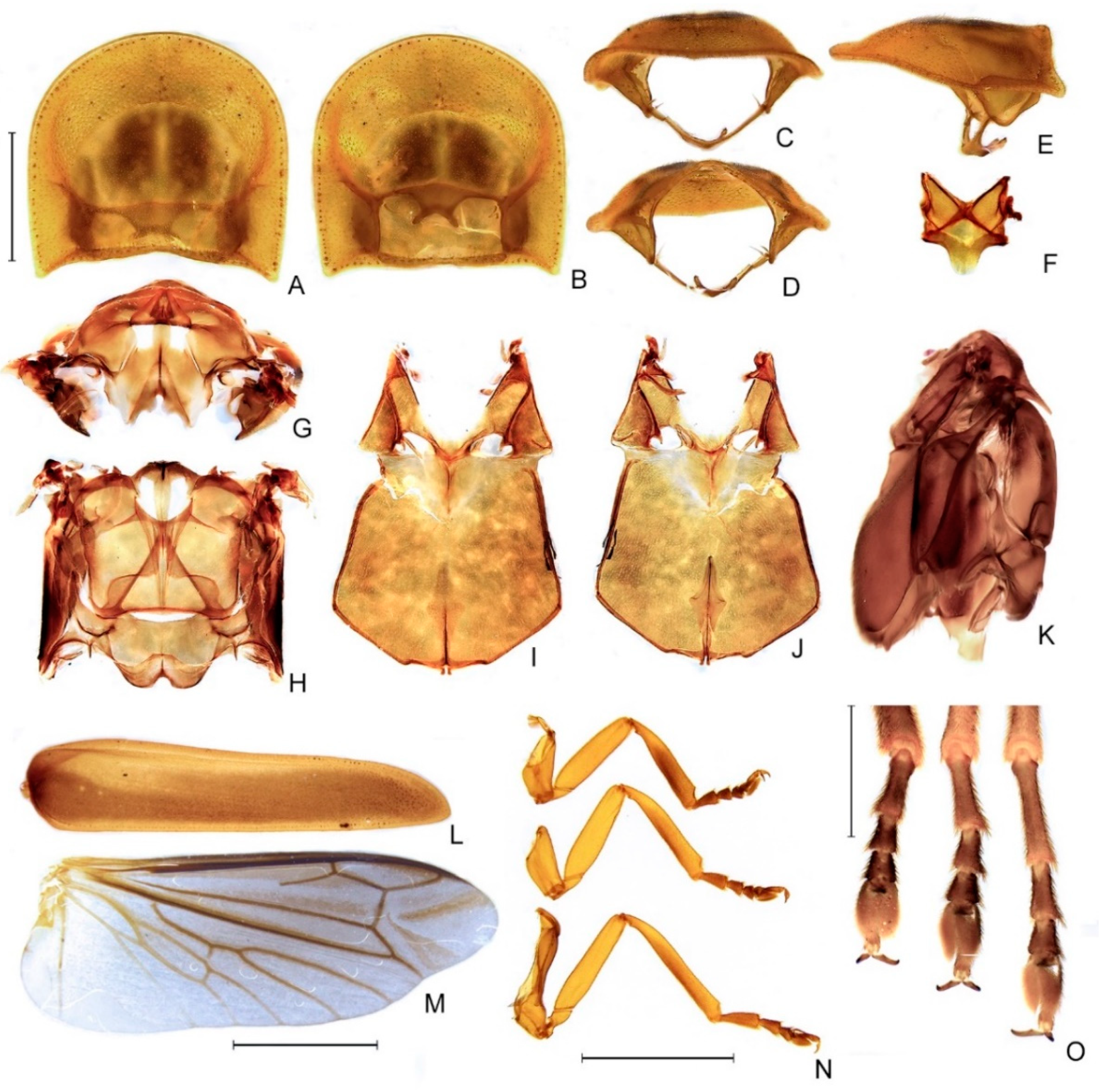 Diversity 14 01005 g005