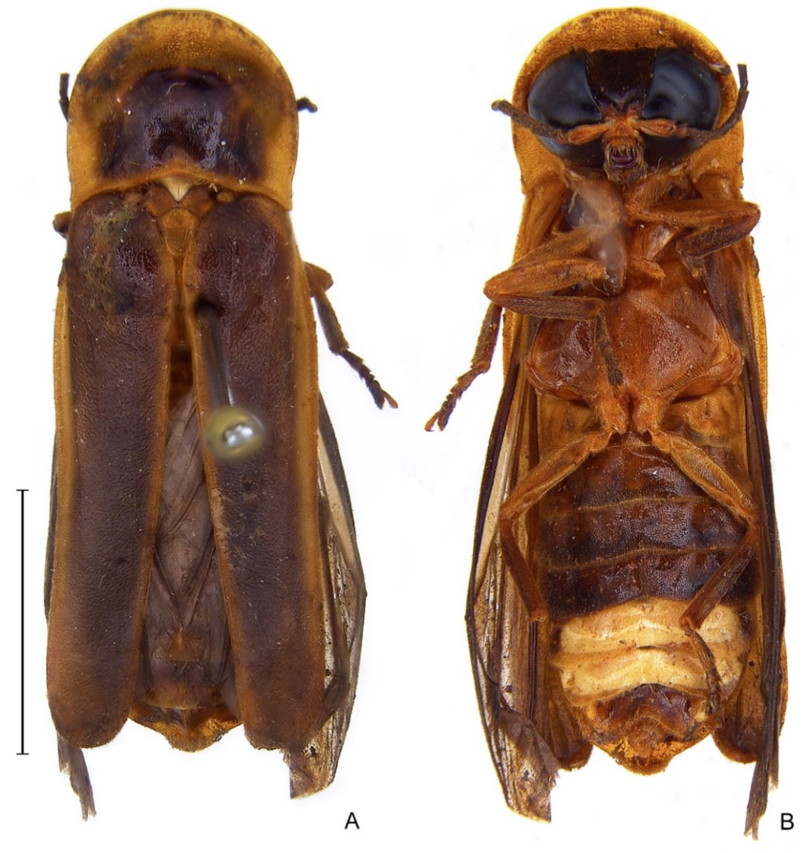 Diversity 14 01005 g007