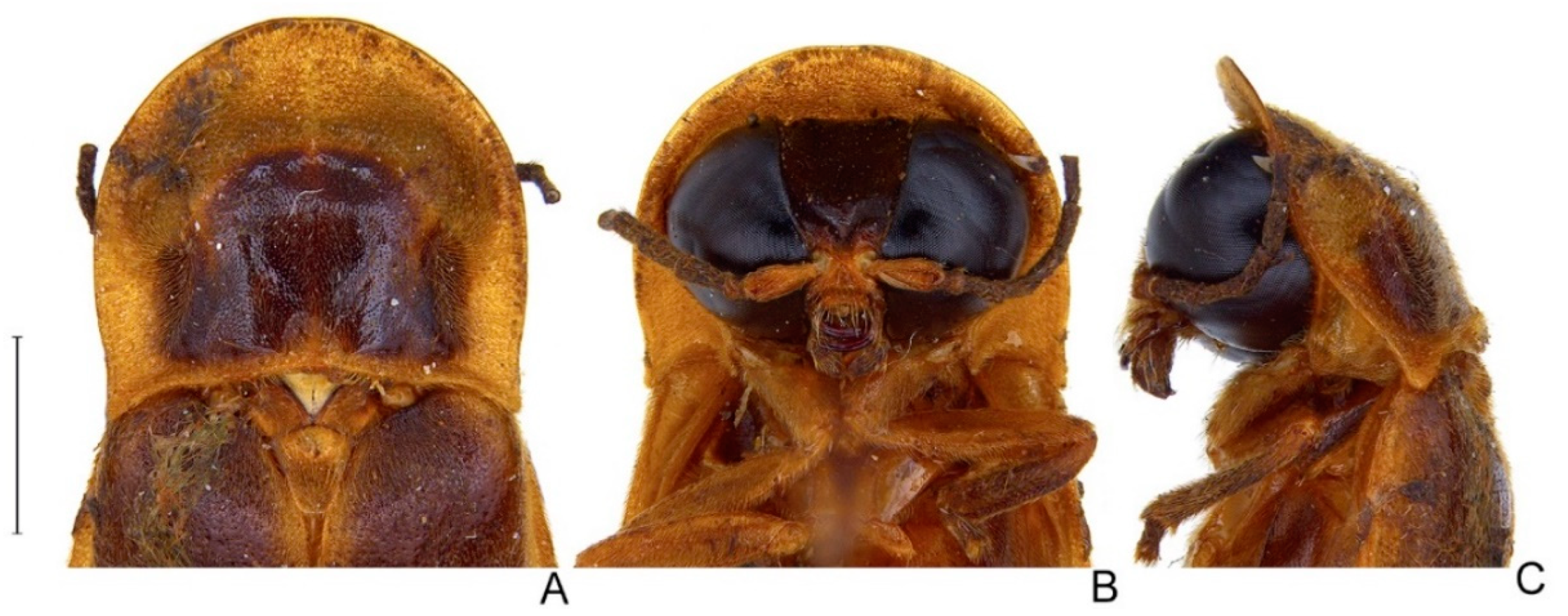 Diversity 14 01005 g008