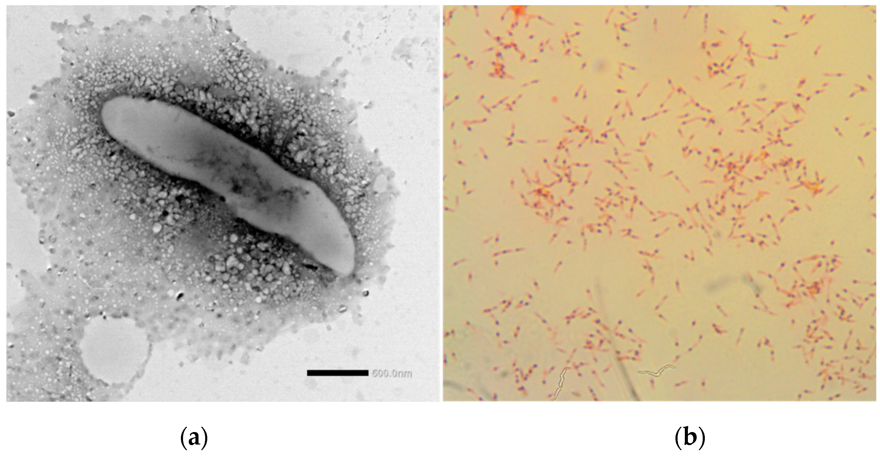 Diversity 14 01009 g002