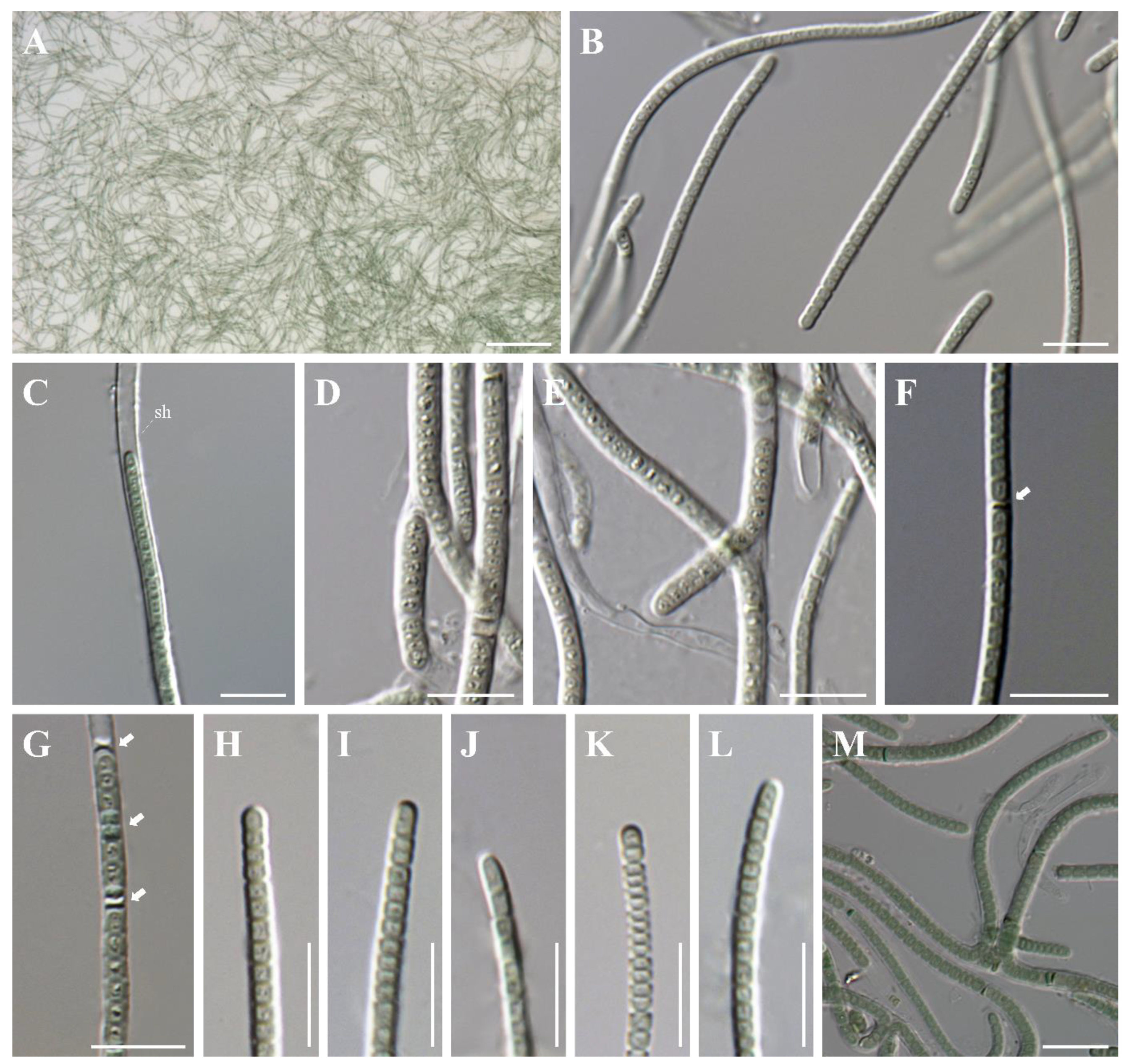 Diversity 14 01013 g002