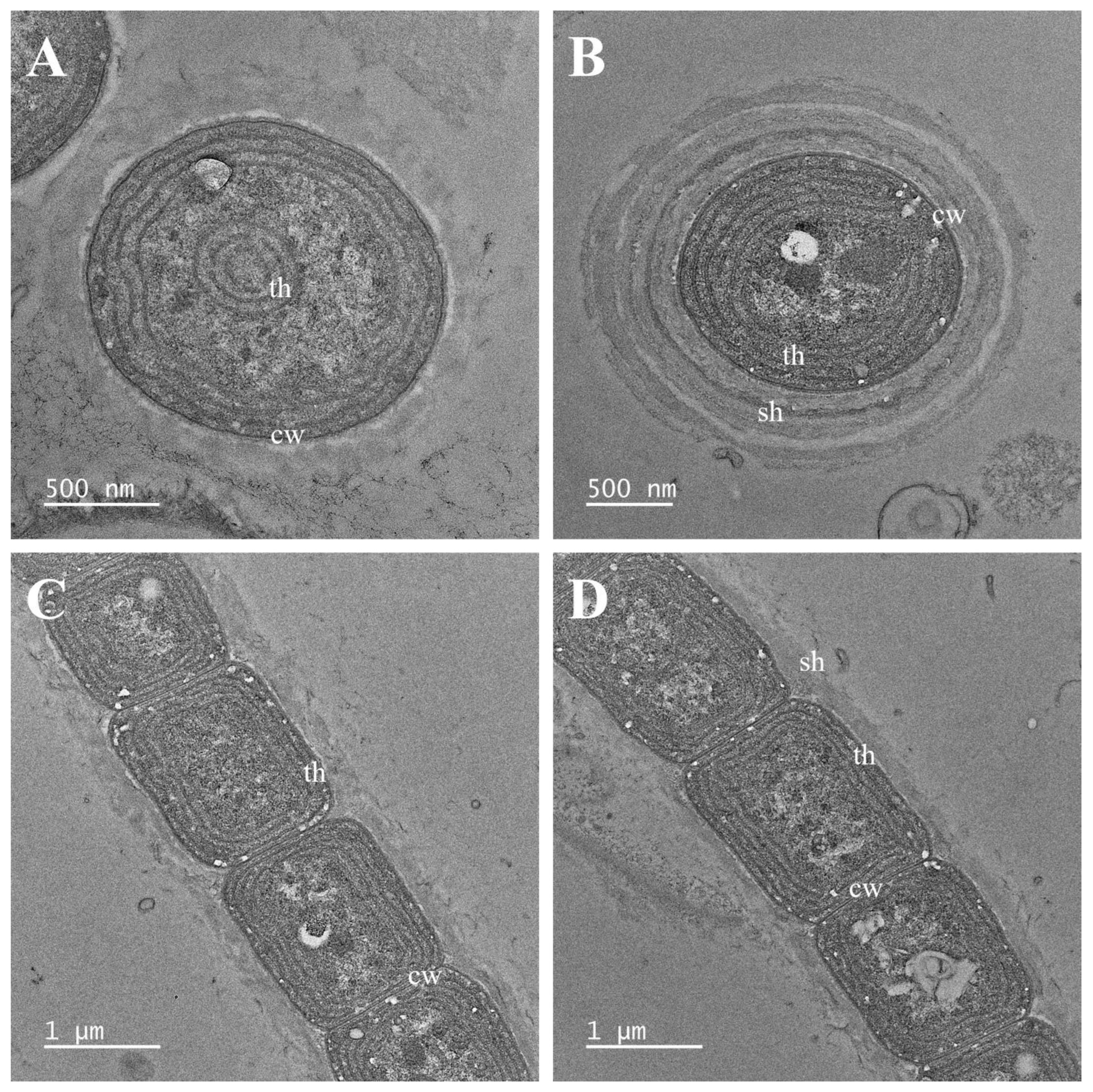 Diversity 14 01013 g003