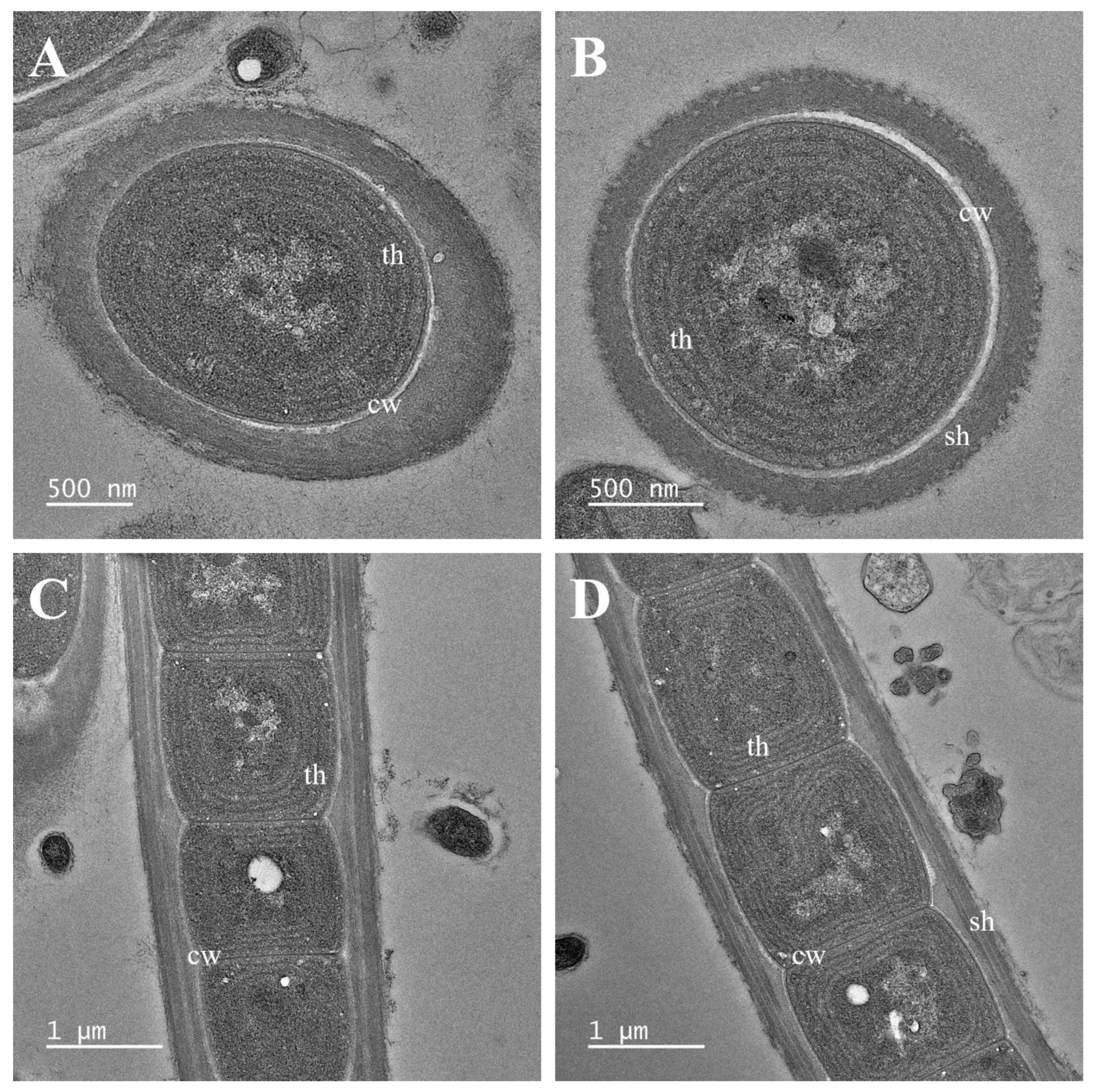 Diversity 14 01013 g005