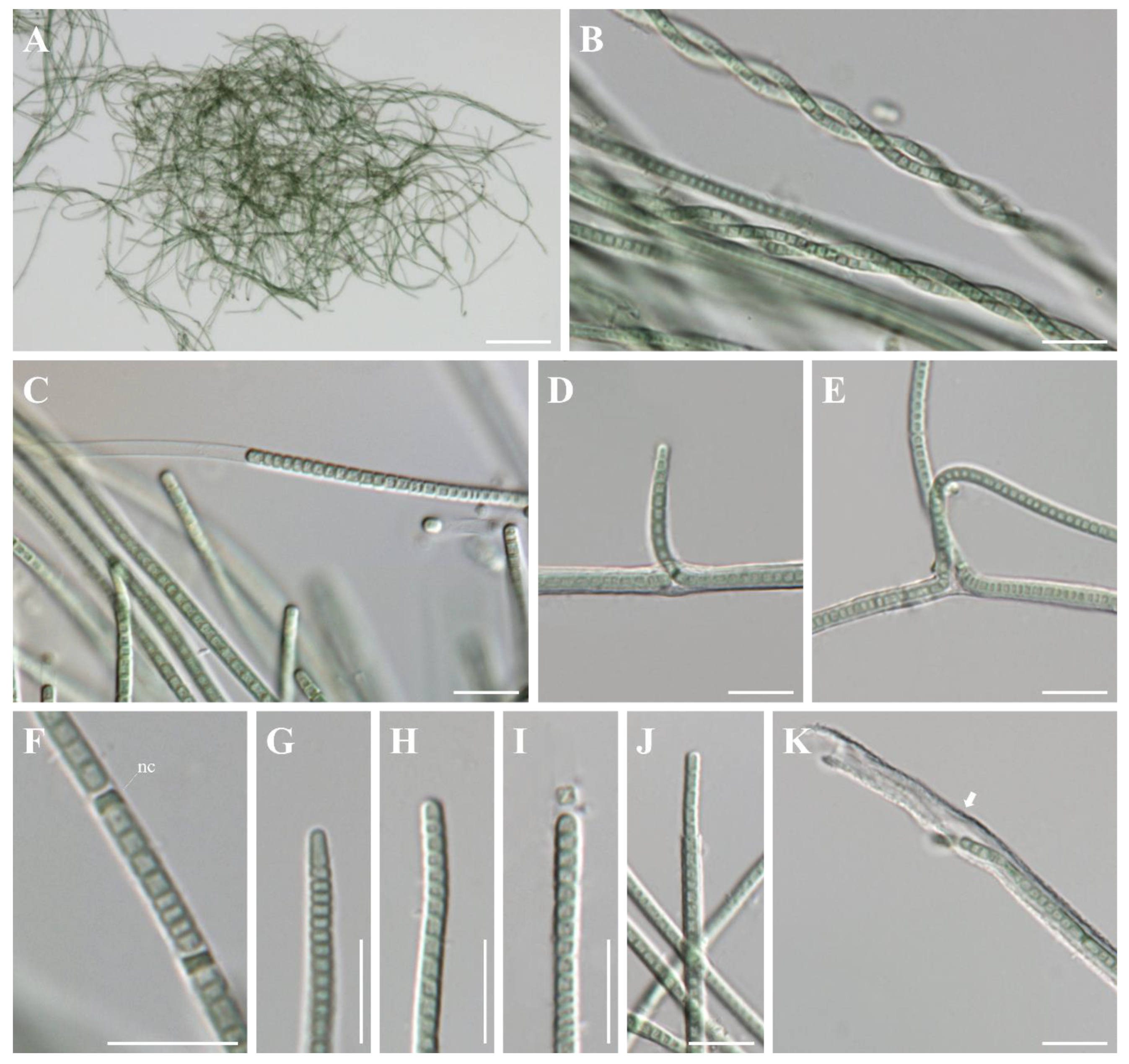 Diversity 14 01013 g006