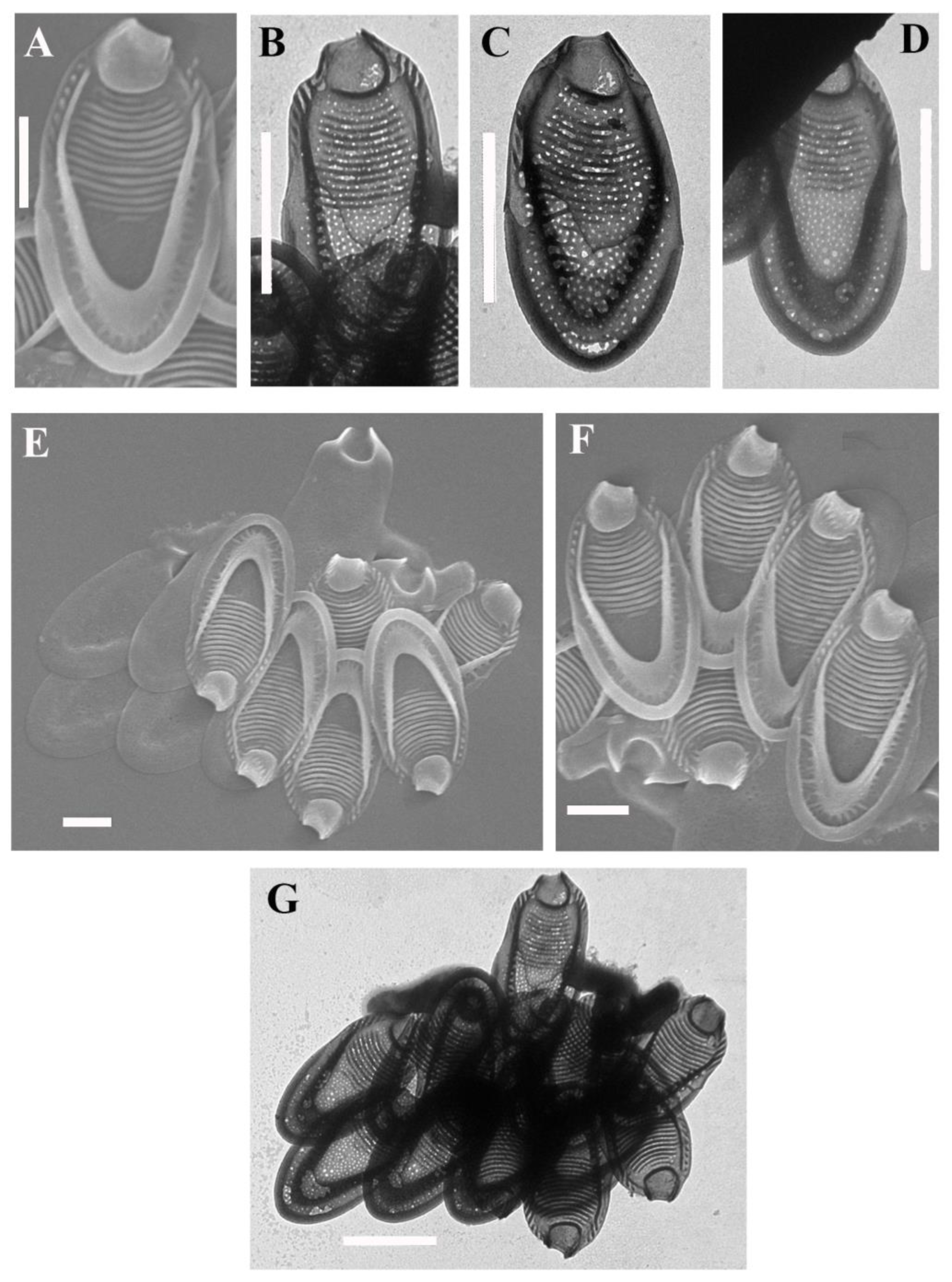 Diversity 14 01040 g002