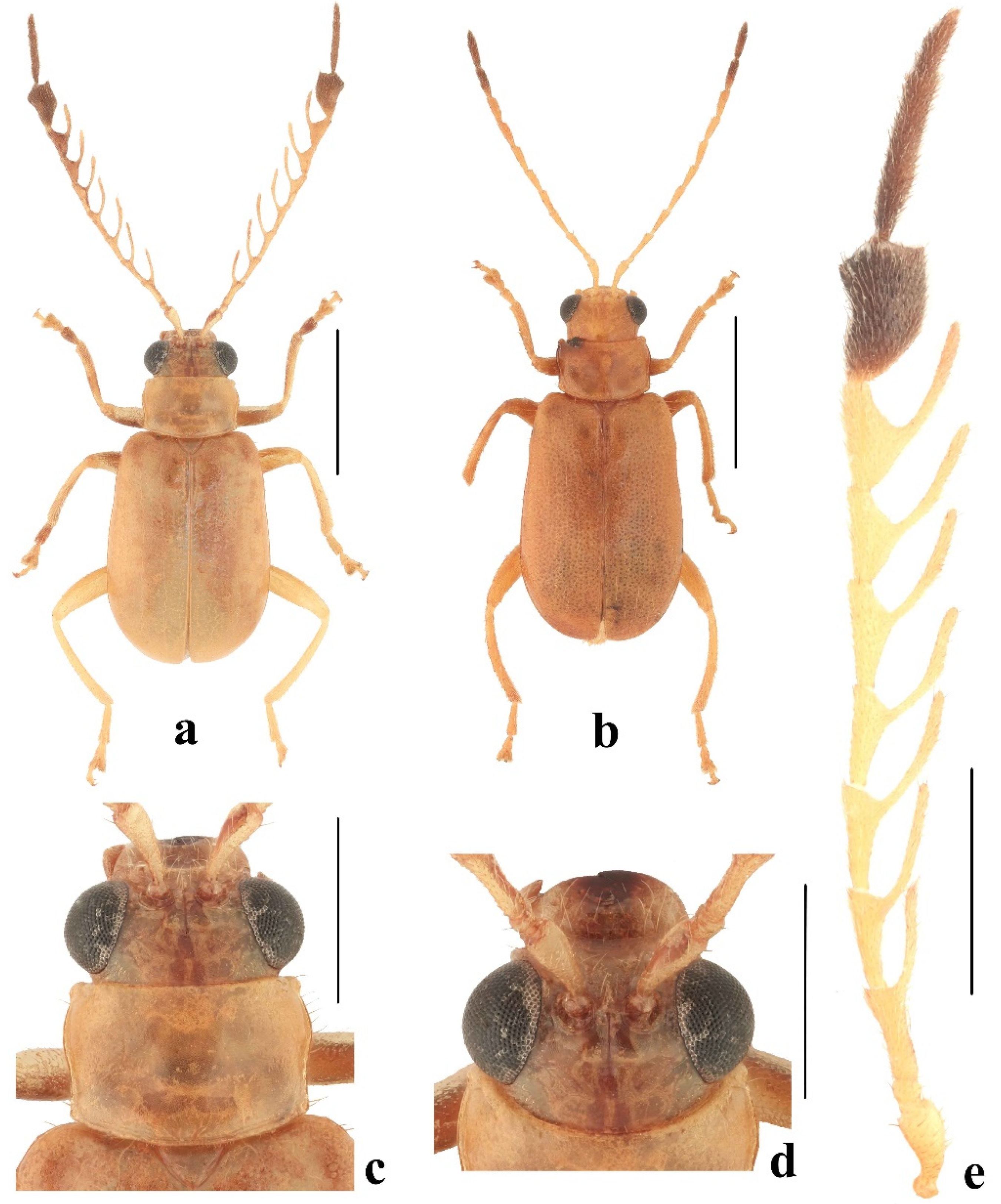 Diversity 14 01041 g005