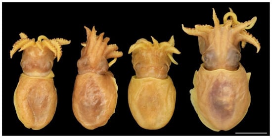 Diversity 14 01073 g005