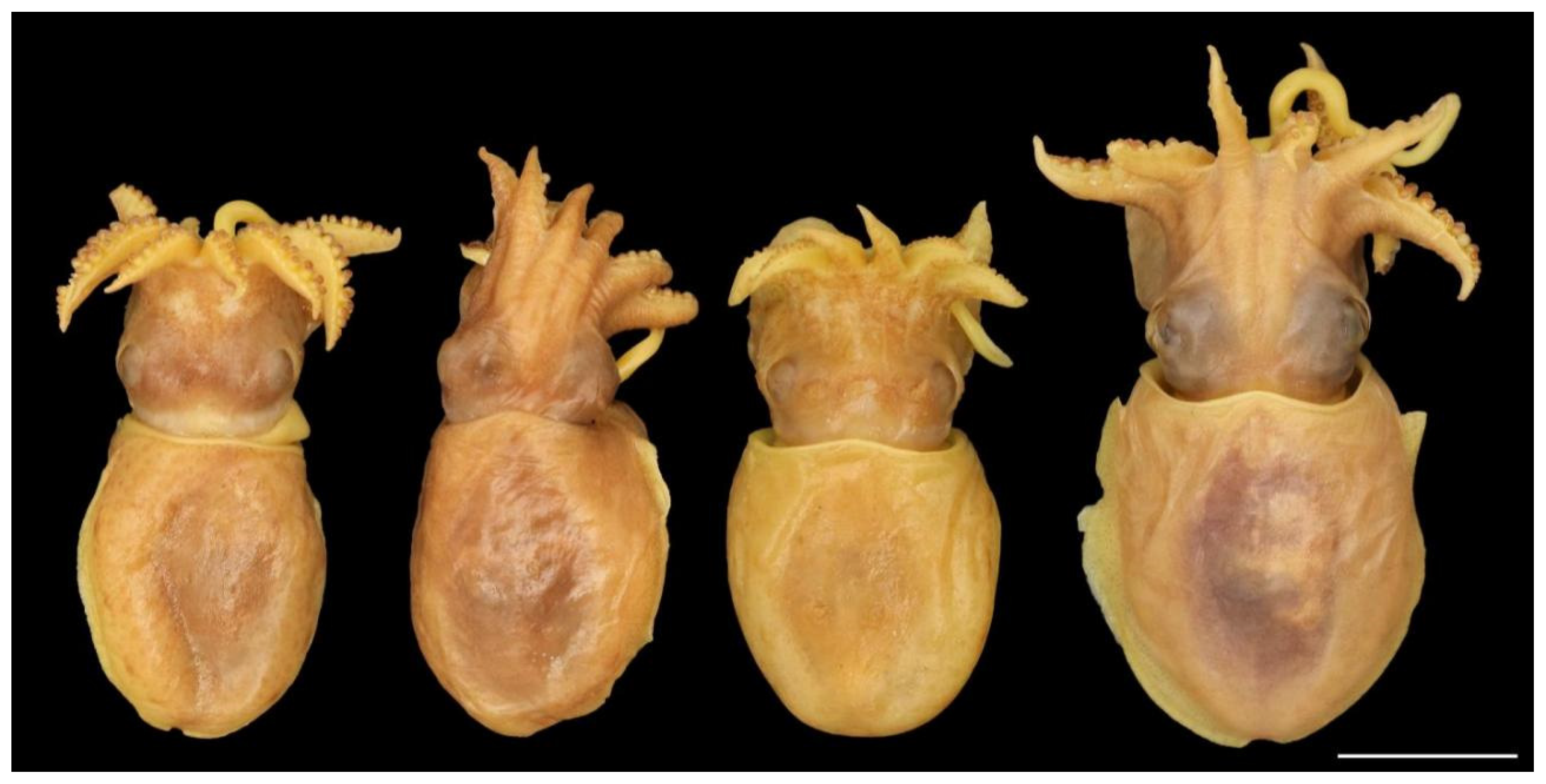 Diversity 14 01073 g005