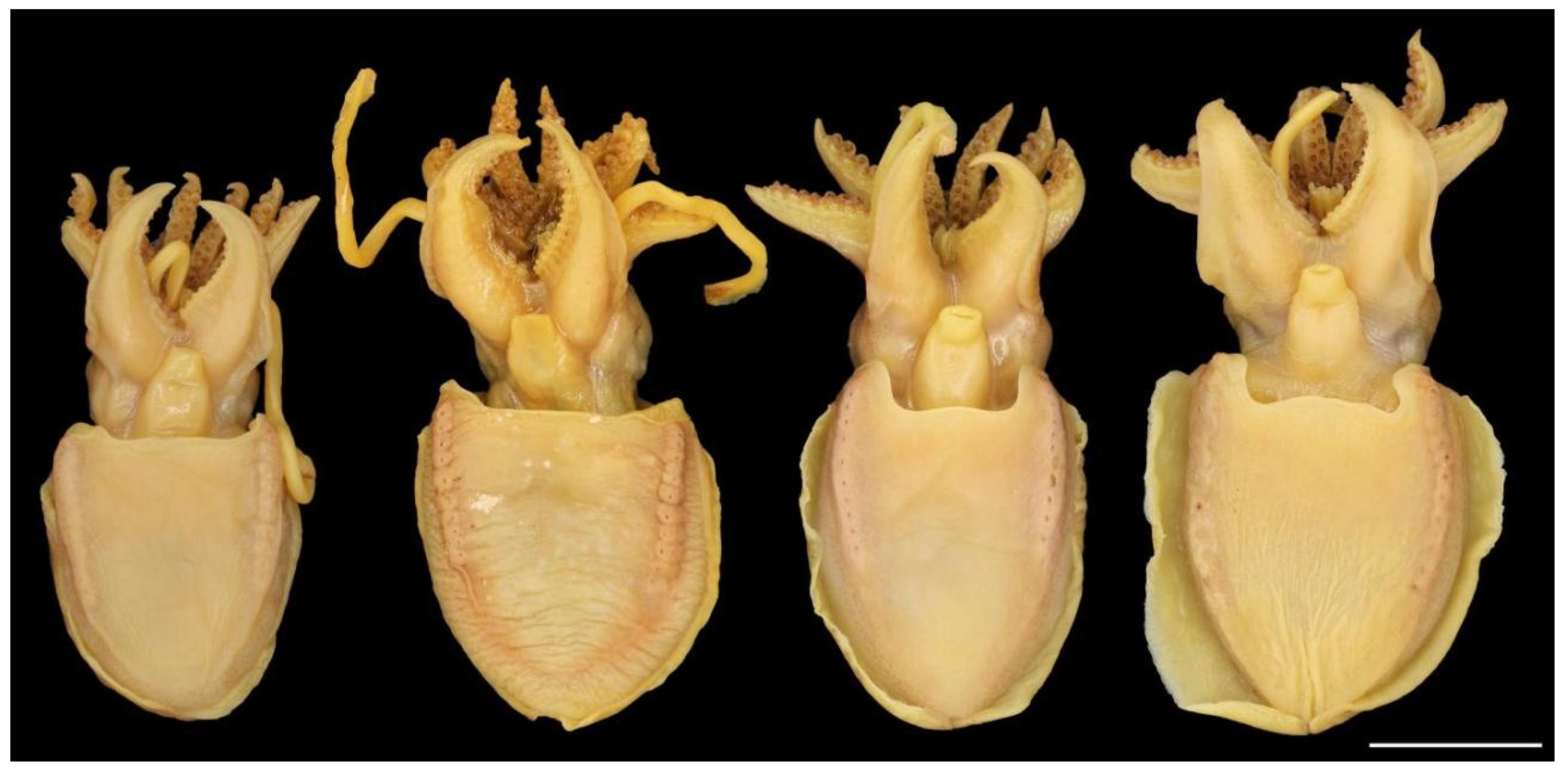 Diversity 14 01073 g006