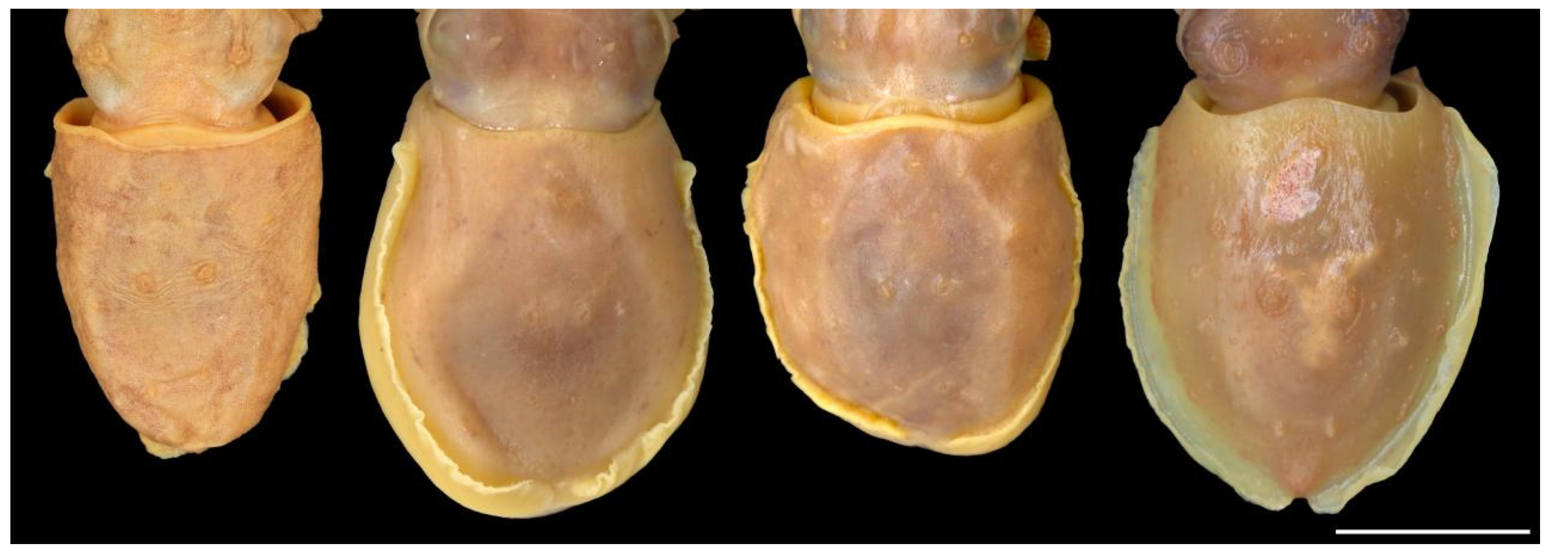 Diversity 14 01073 g008