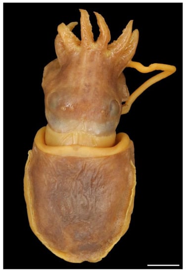 Diversity 14 01073 g009