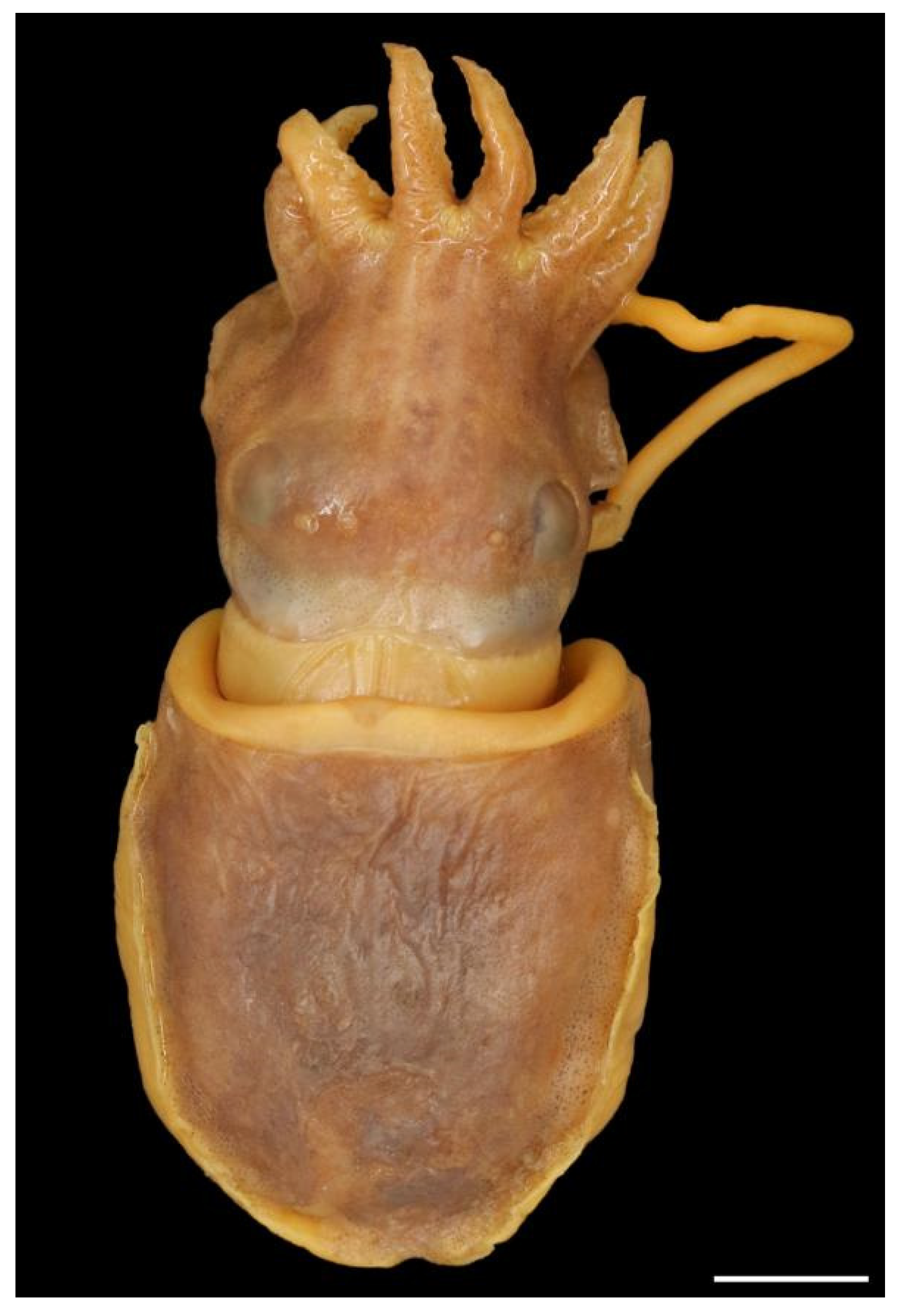 Diversity 14 01073 g009