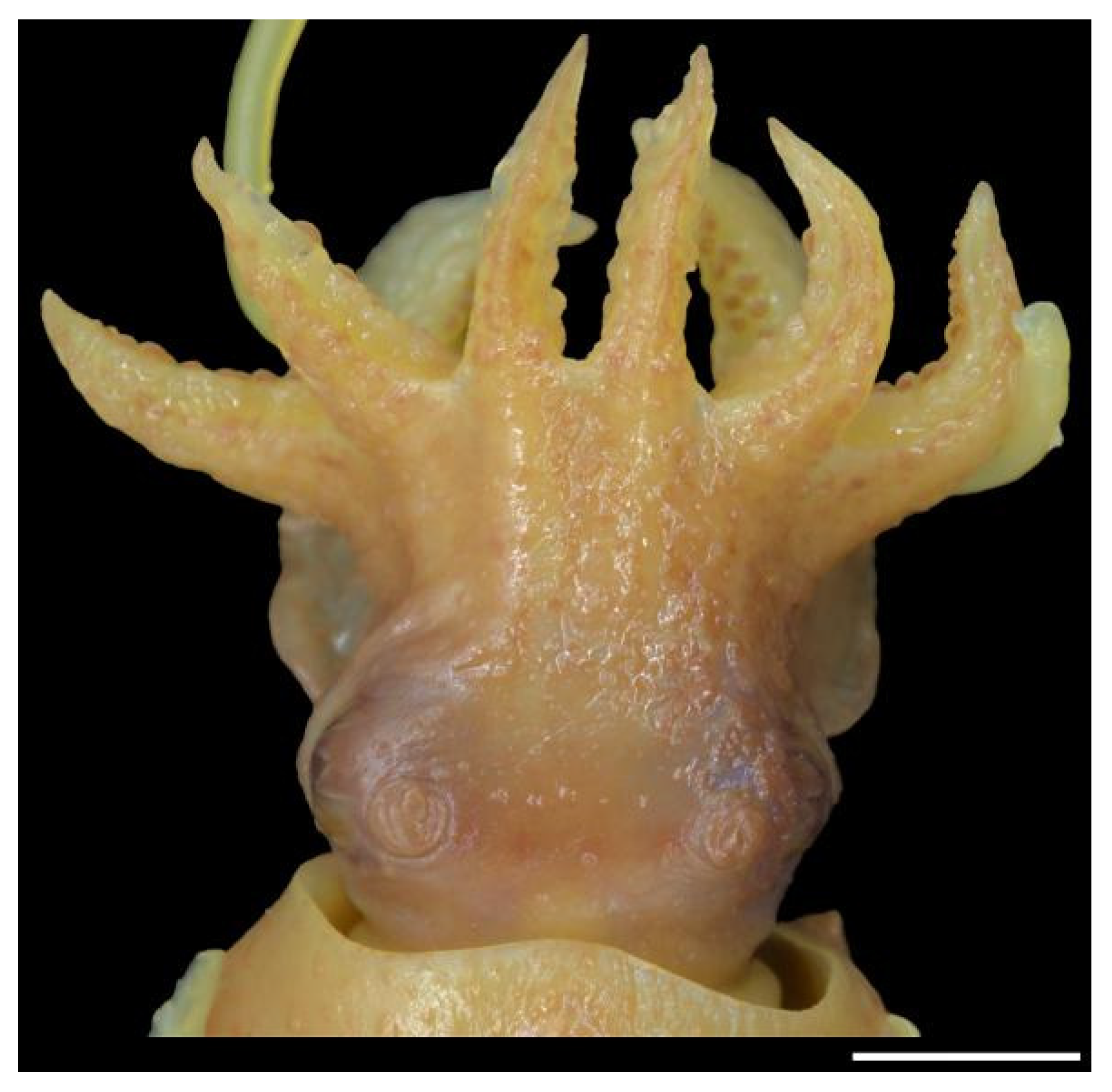 Diversity 14 01073 g010