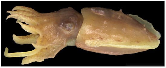 Diversity 14 01073 g011