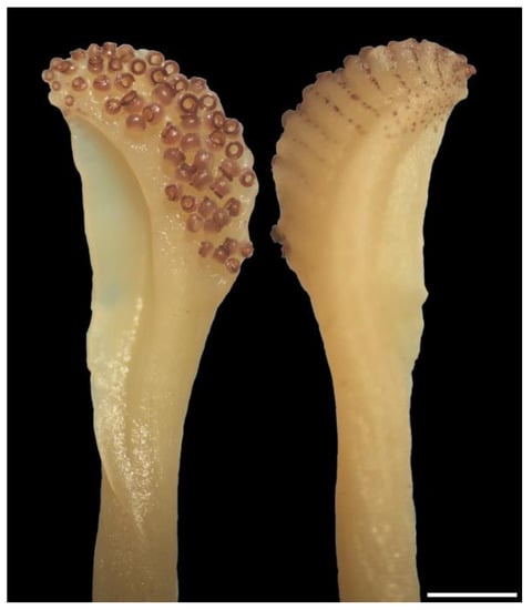 Diversity 14 01073 g012