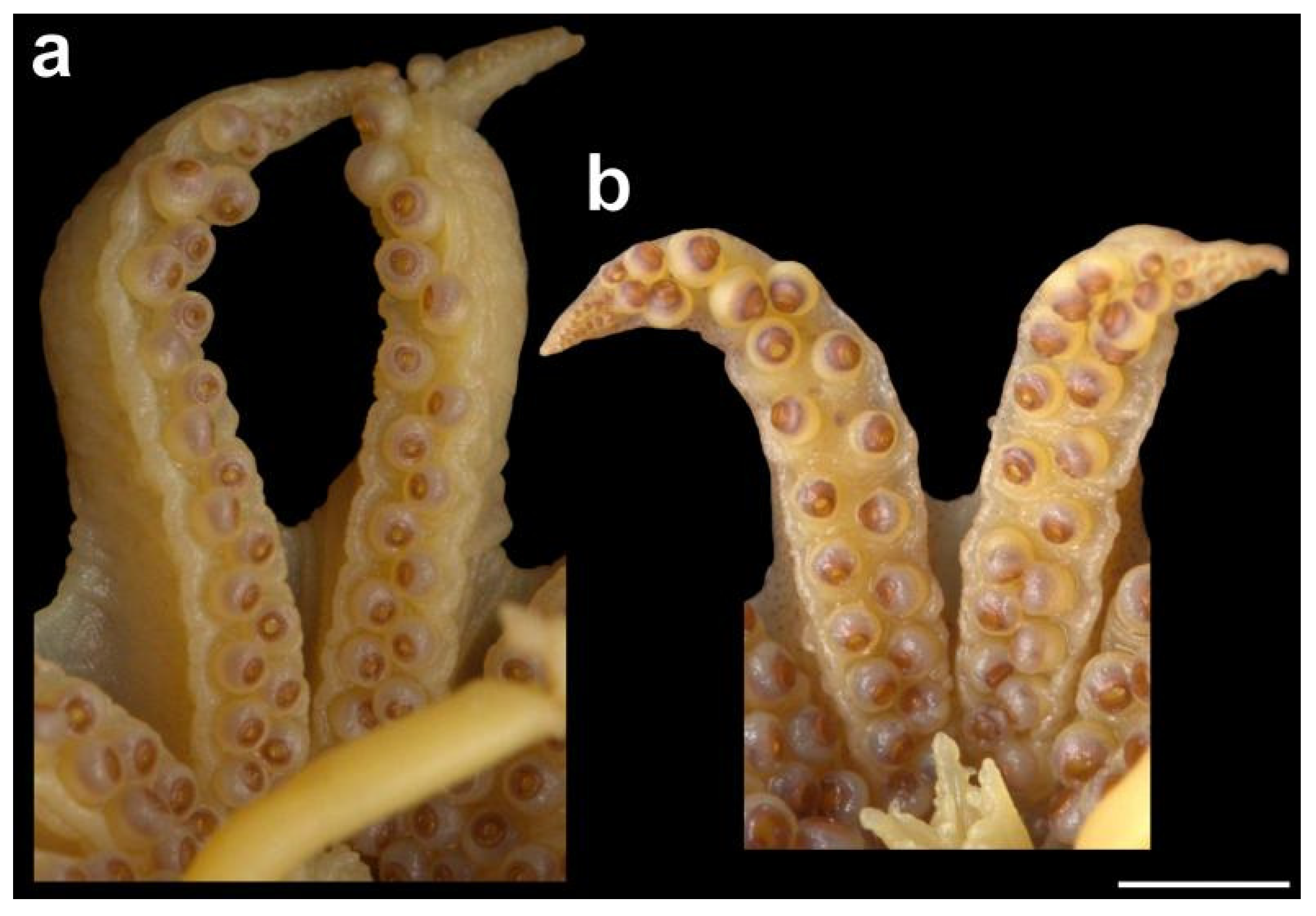 Diversity 14 01073 g015
