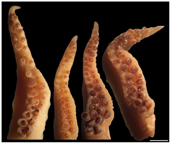 Diversity 14 01073 g016