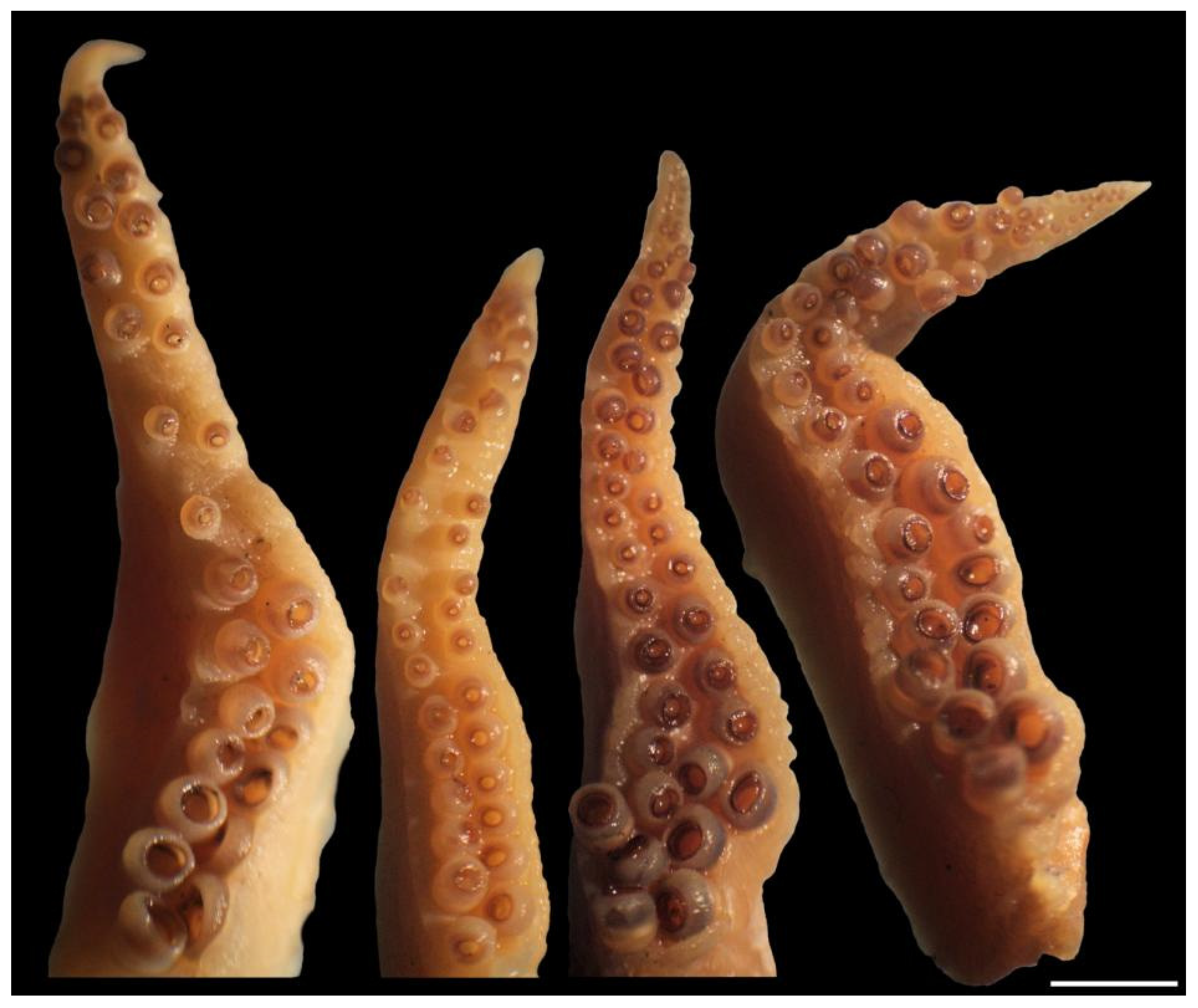 Diversity 14 01073 g016