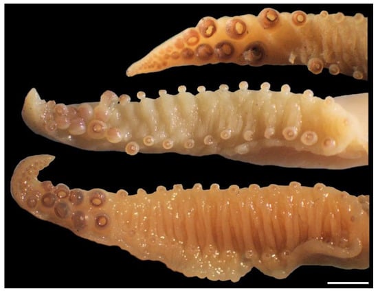 Diversity 14 01073 g017