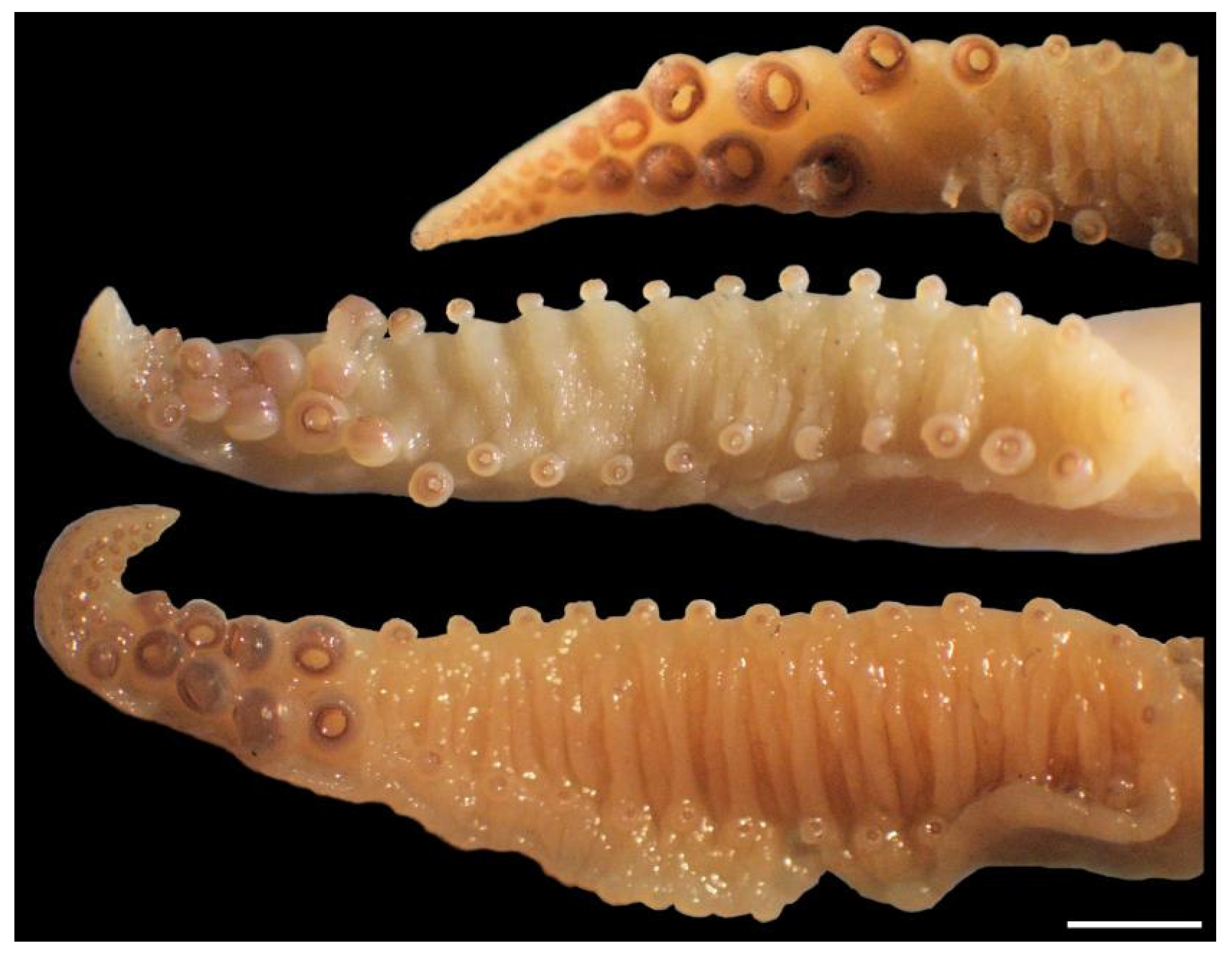 Diversity 14 01073 g017