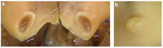 Diversity 14 01073 g020