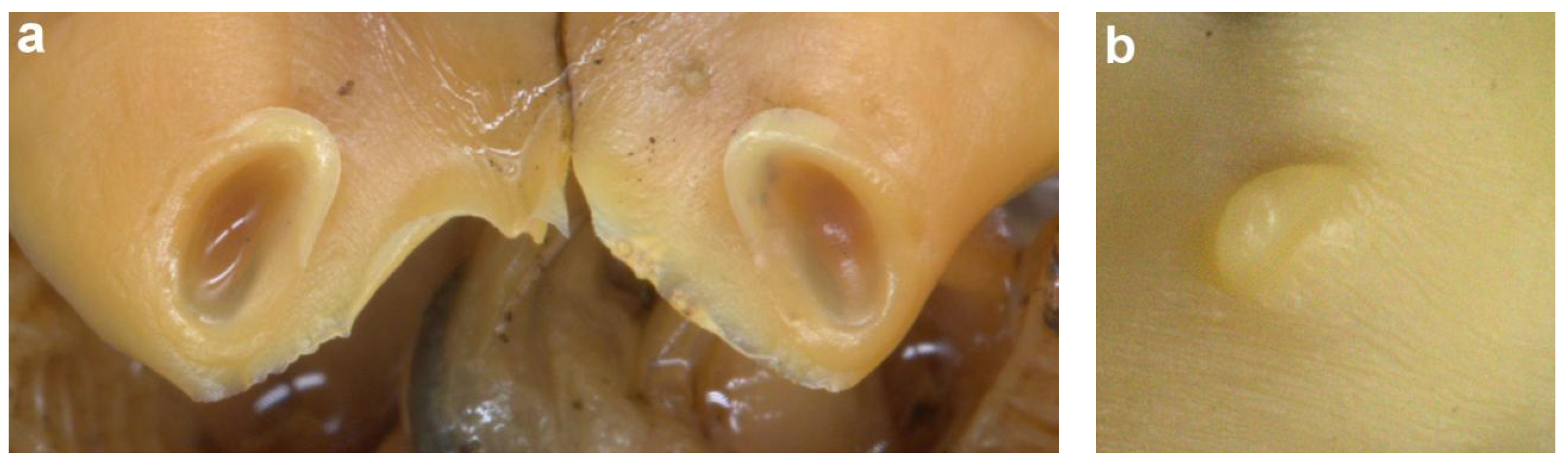 Diversity 14 01073 g020