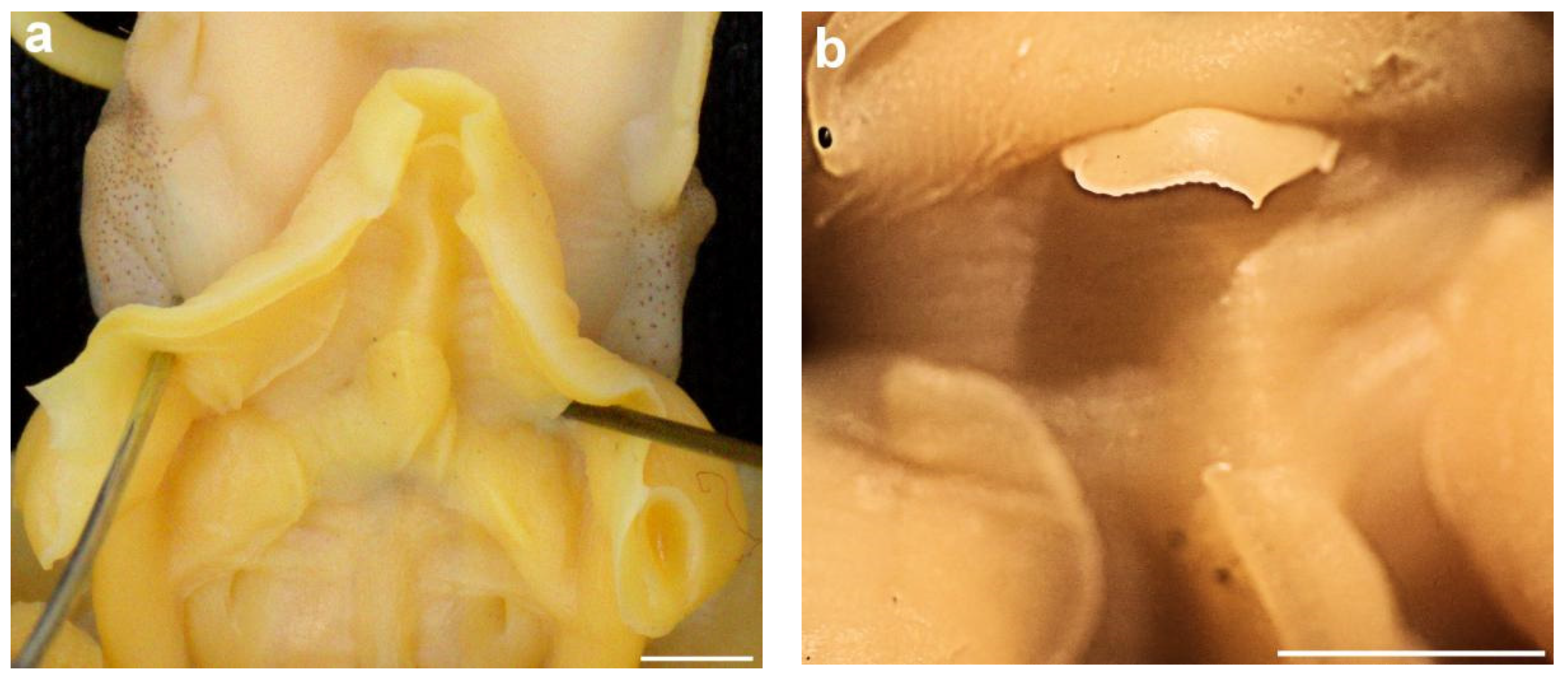 Diversity 14 01073 g021