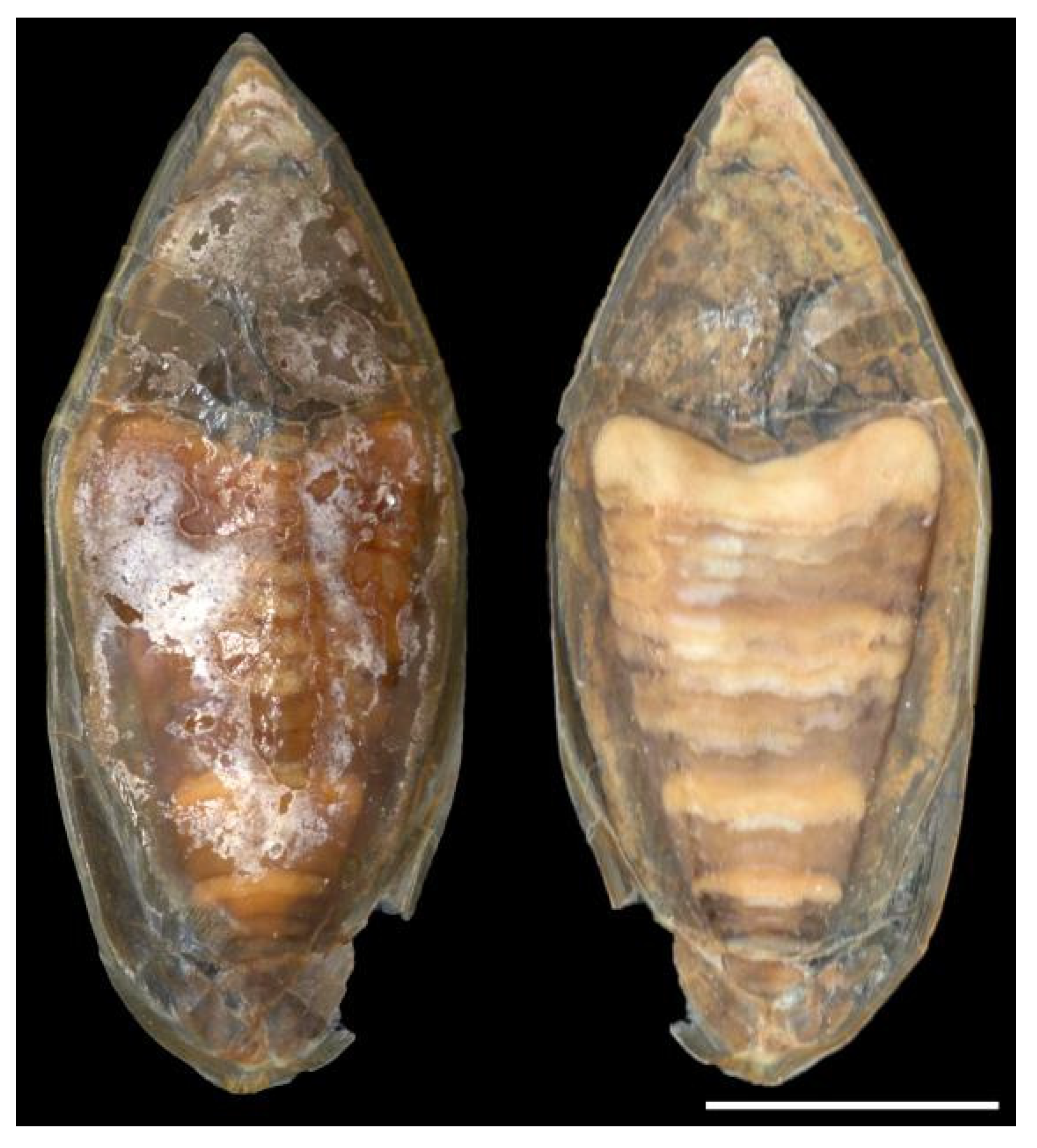 Diversity 14 01073 g022