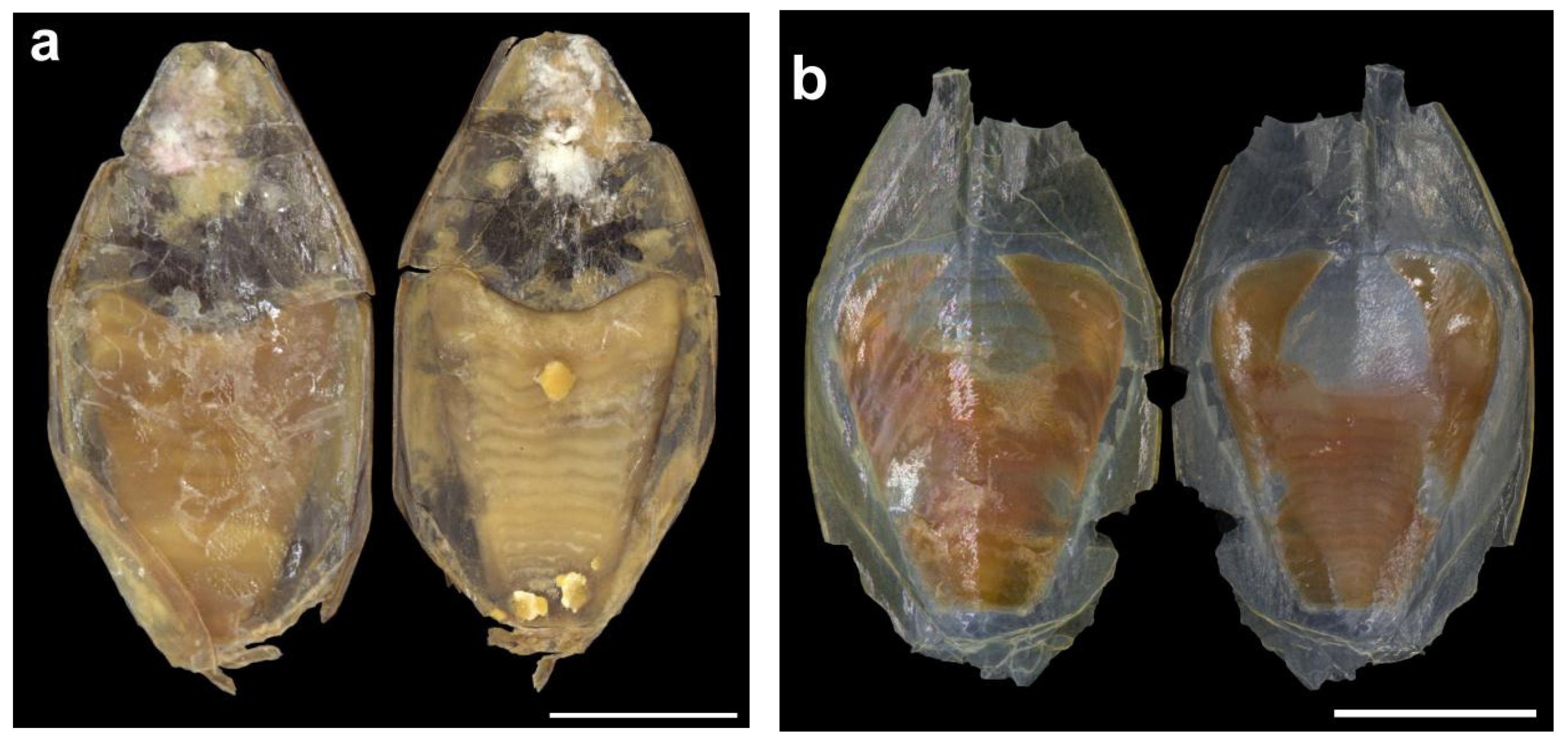 Diversity 14 01073 g023