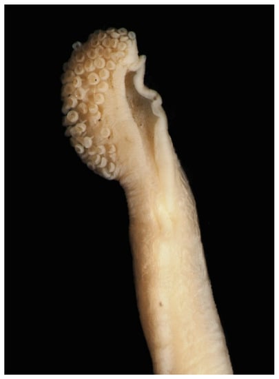 Diversity 14 01073 g0a3