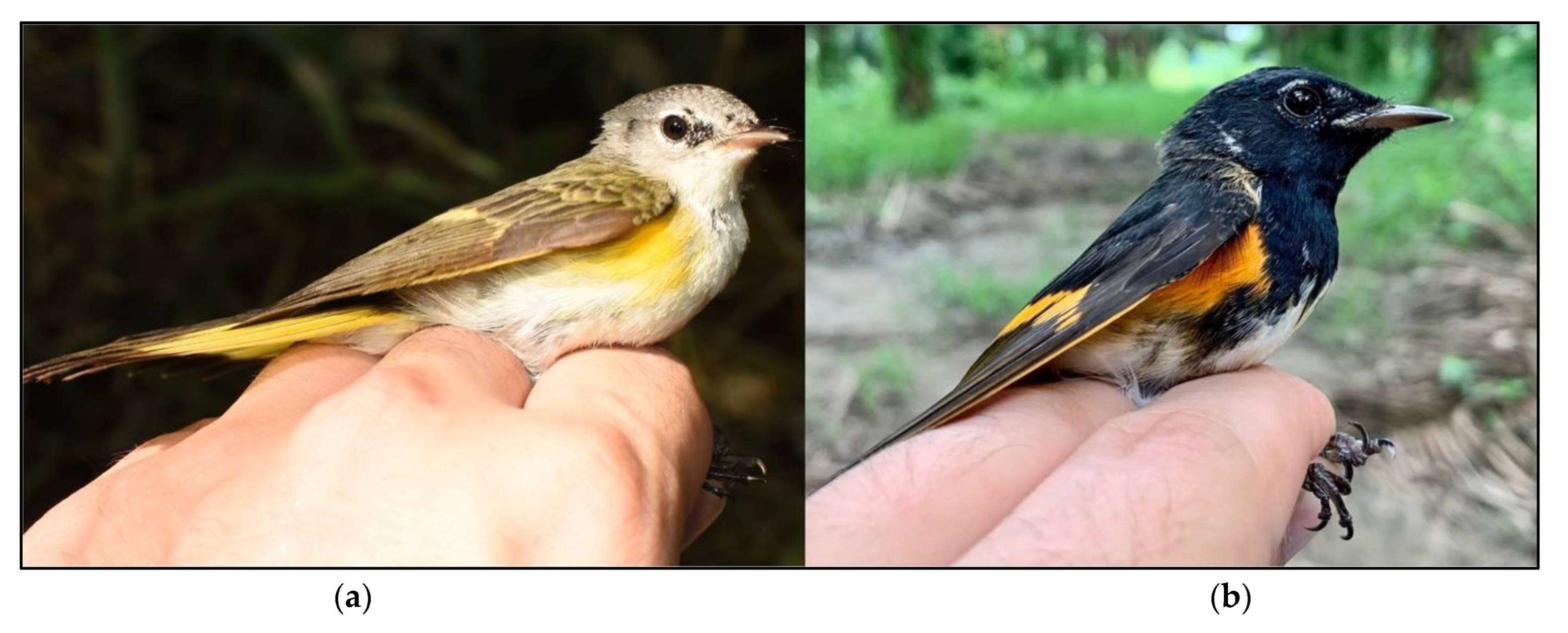 Diversity 14 01079 g002