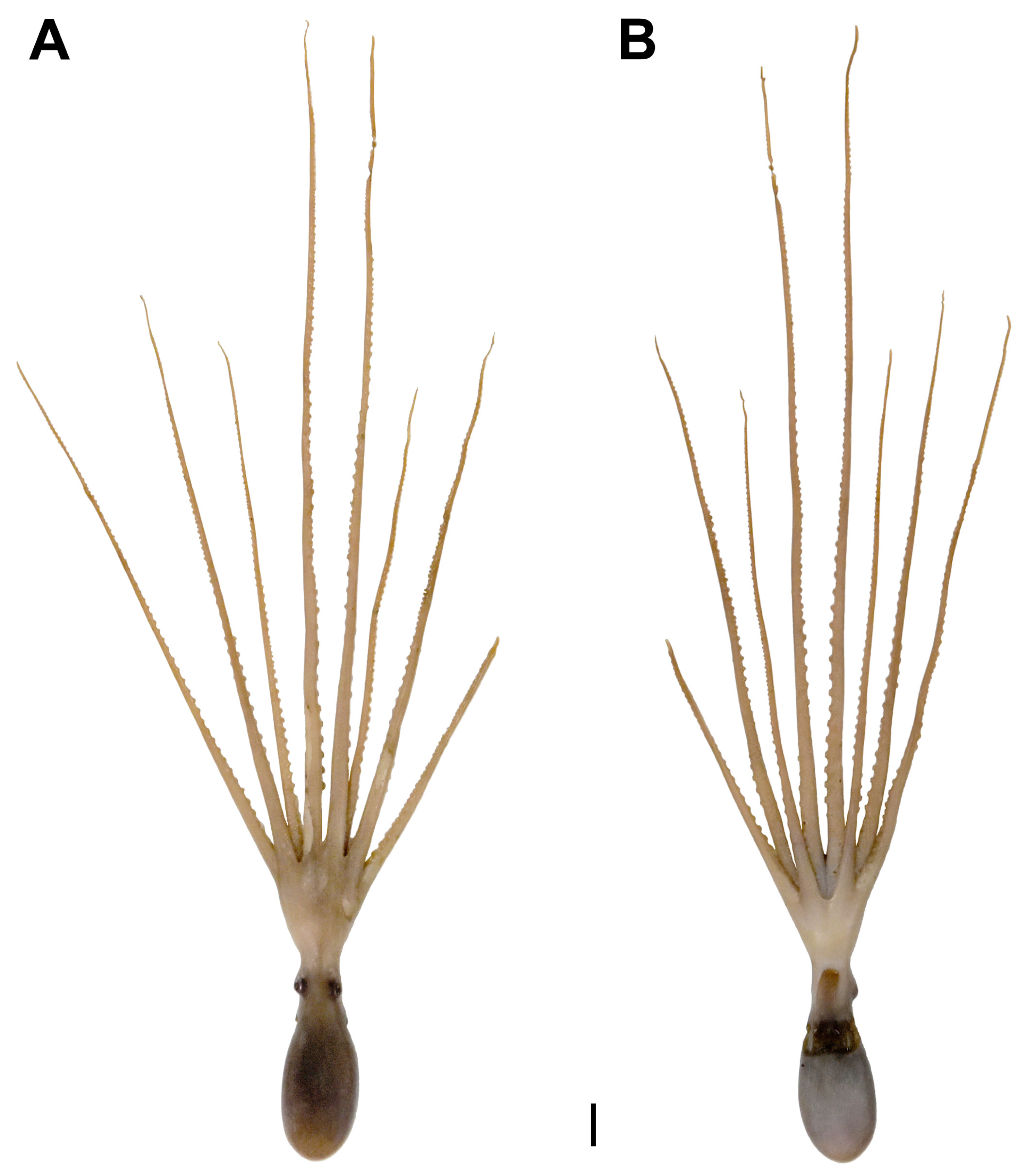 Diversity 14 01083 g003