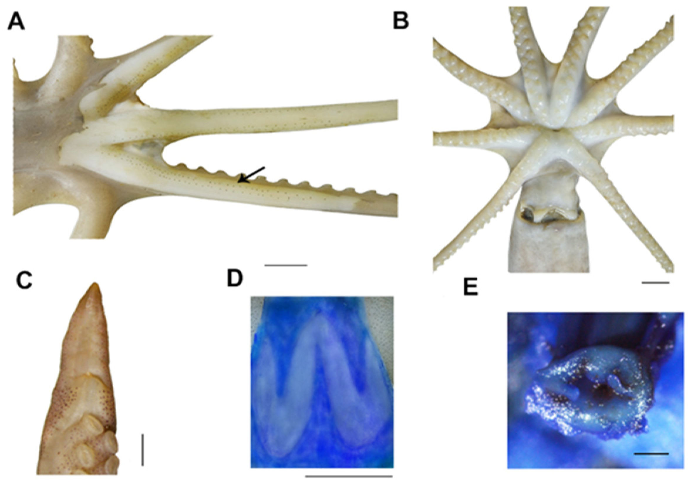 Diversity 14 01083 g004