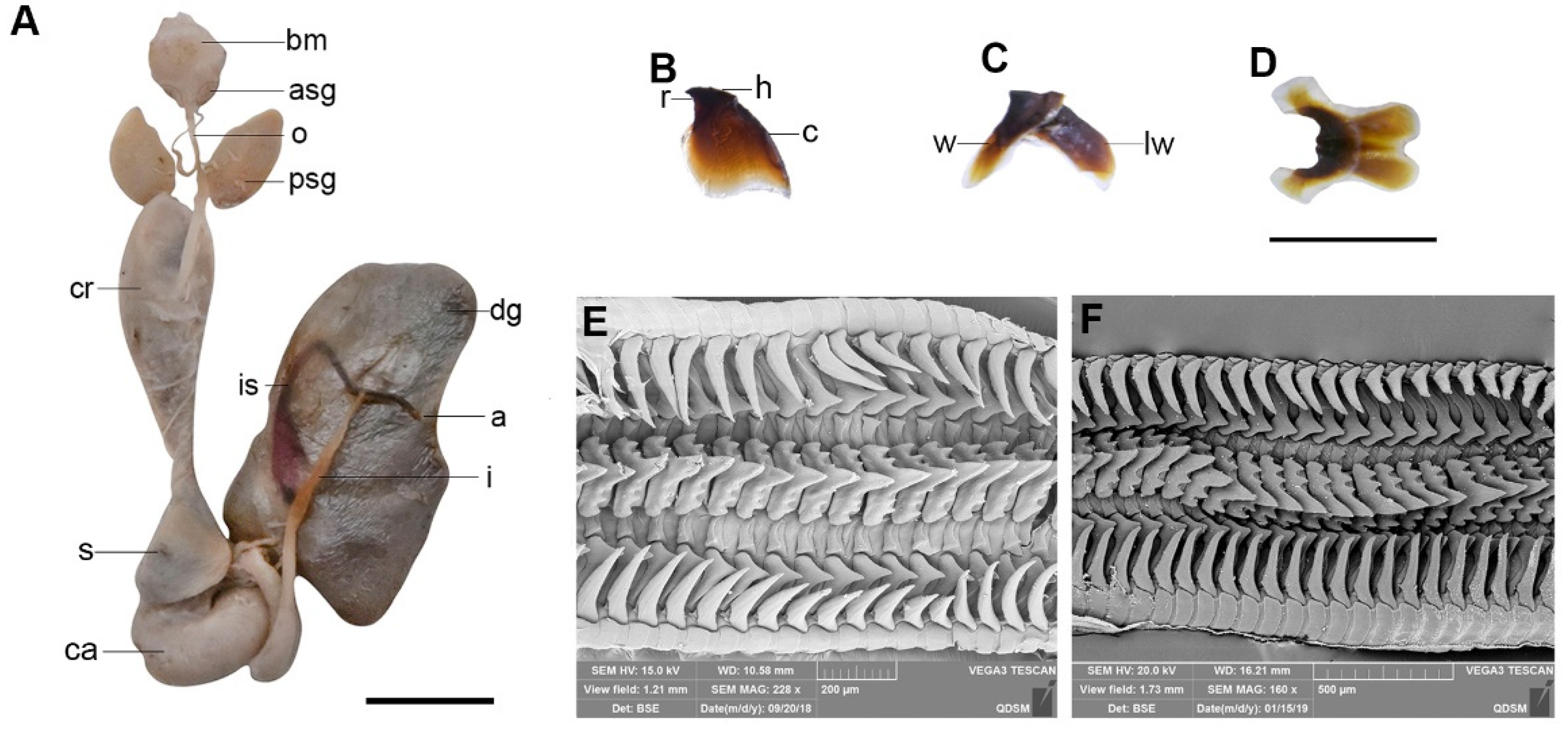 Diversity 14 01083 g005