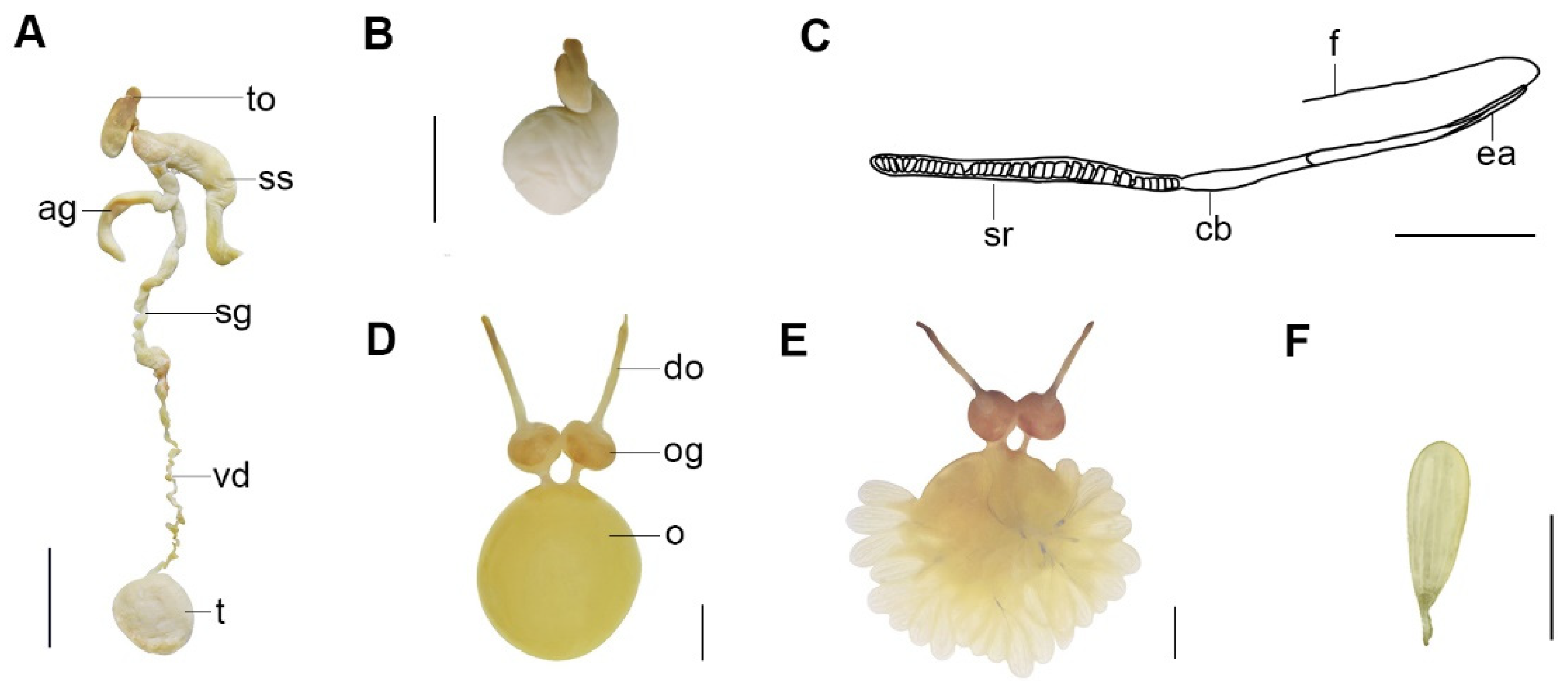 Diversity 14 01083 g006