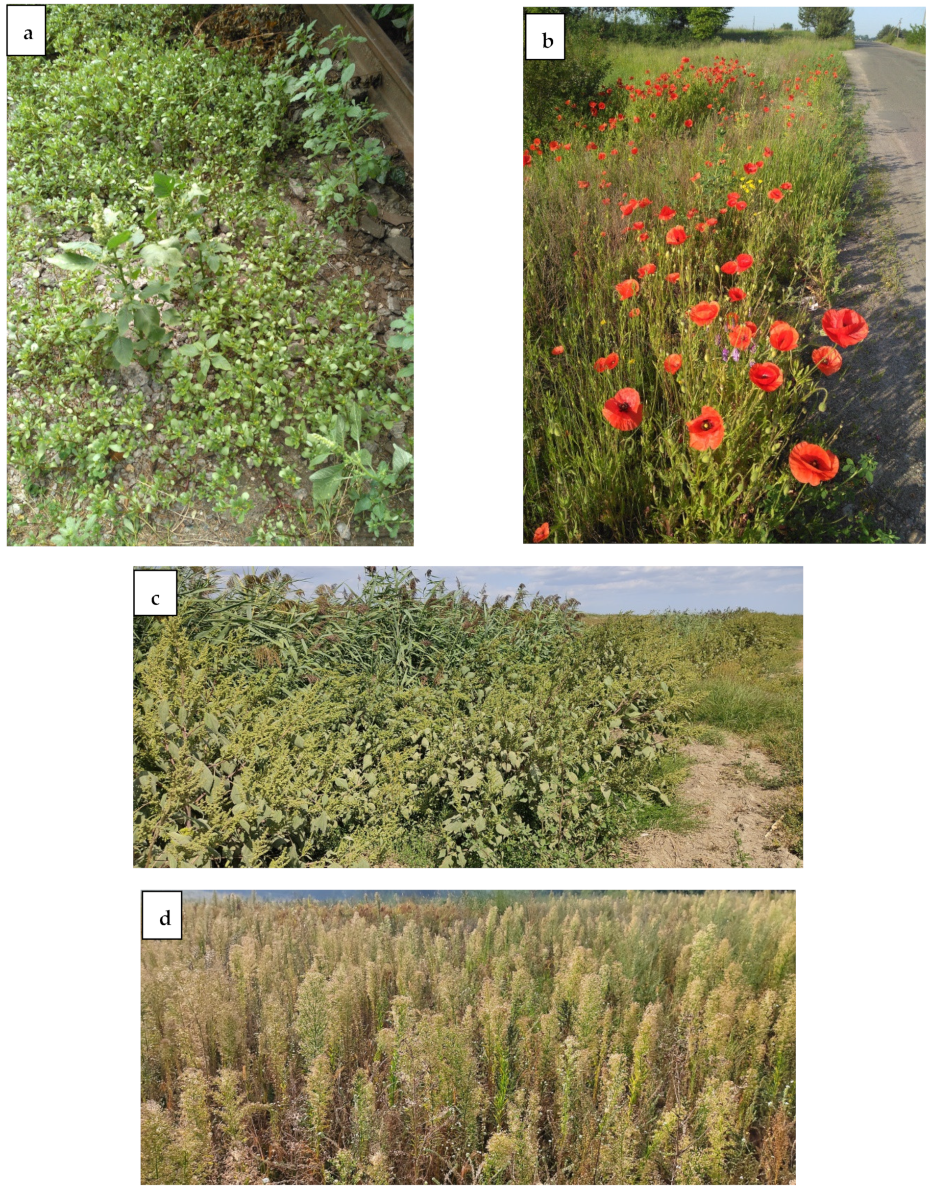 Diversity 14 01085 g014a