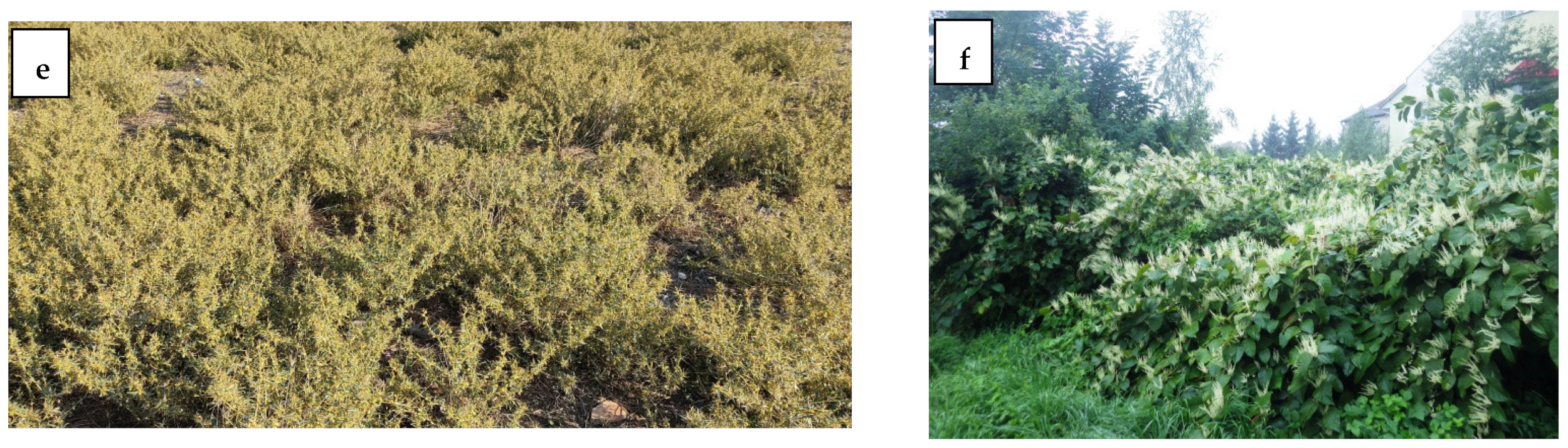 Diversity 14 01085 g014b