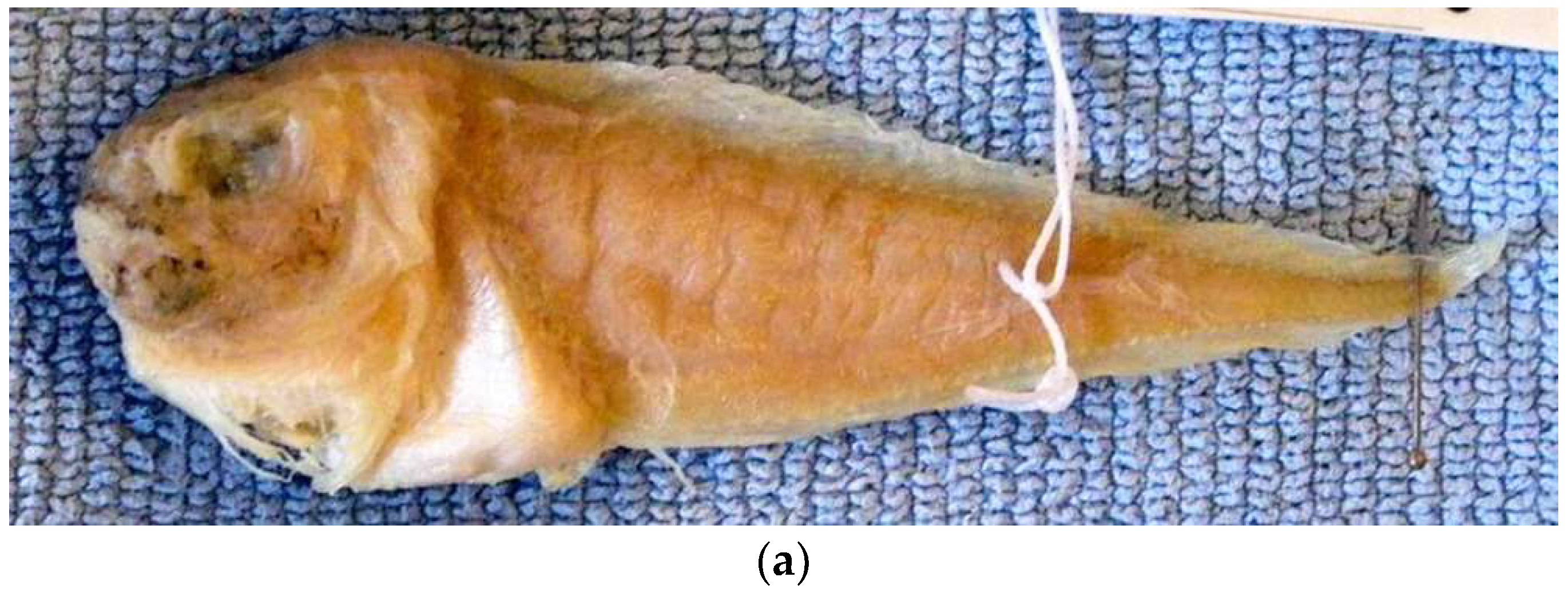 Diversity 14 01097 g005a Diversity 14 01097 g005a