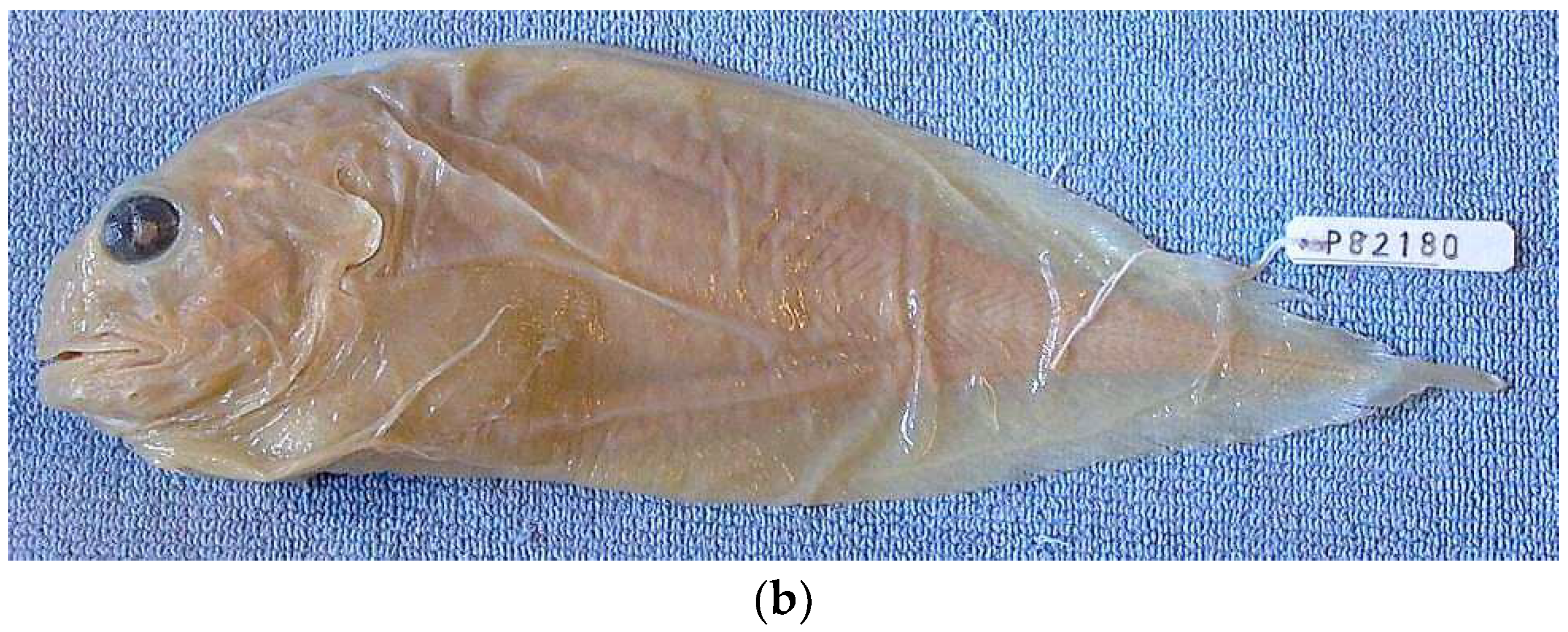 Diversity 14 01097 g005b Diversity 14 01097 g005b