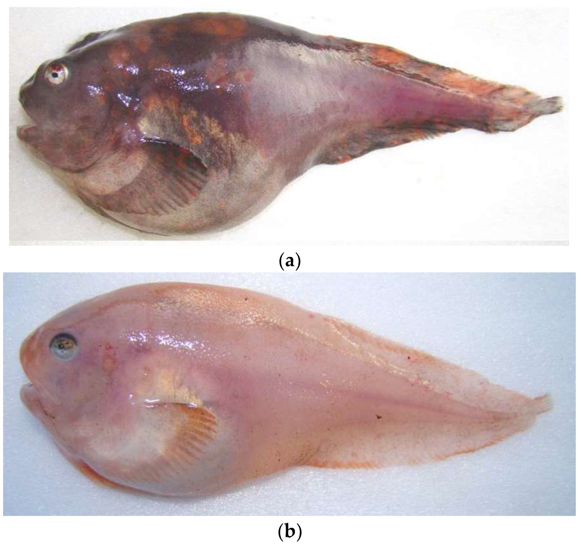 Diversity 14 01097 g006 Diversity 14 01097 g006