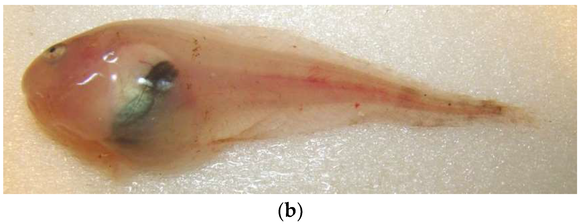 Diversity 14 01097 g007b Diversity 14 01097 g007b