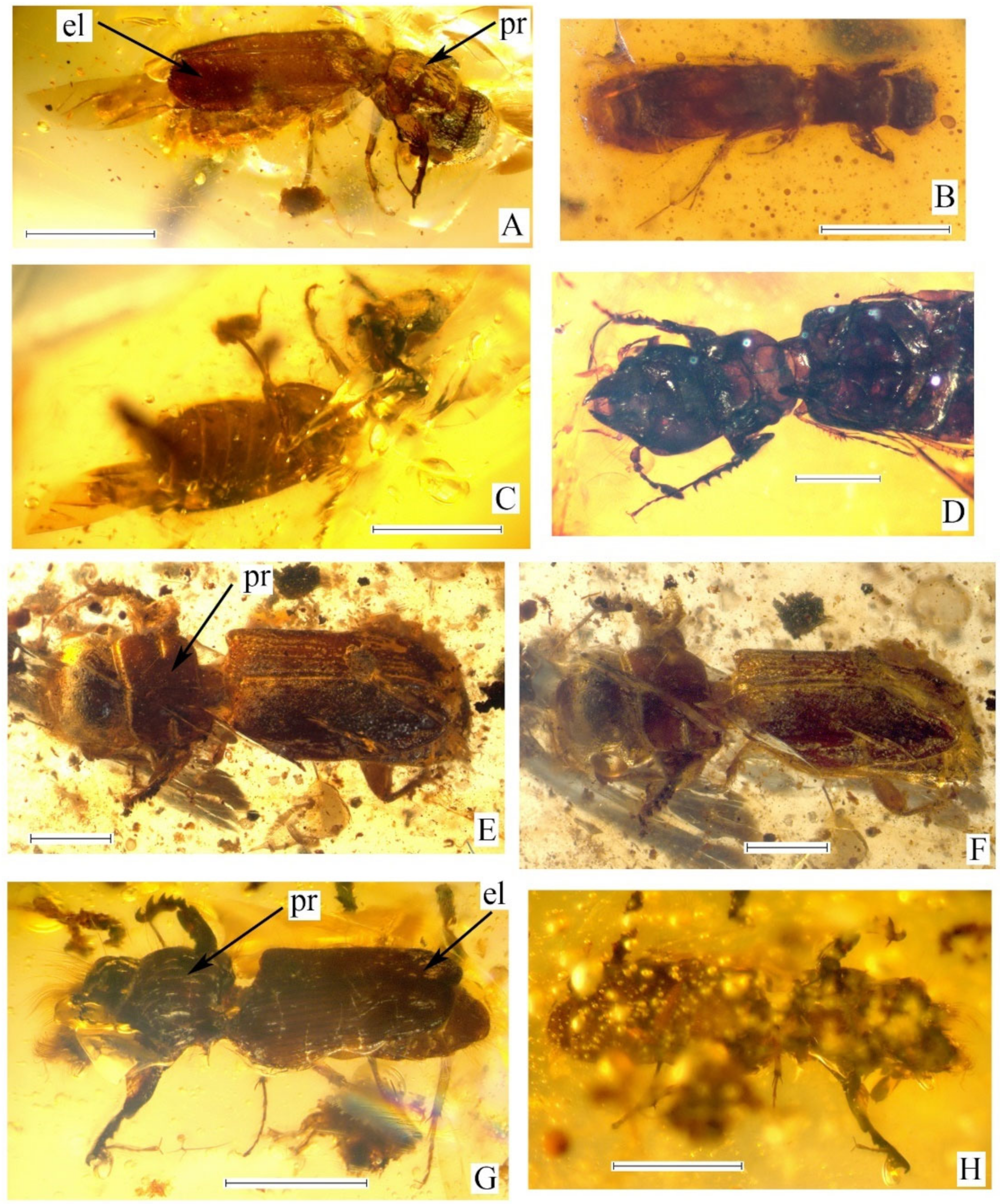 Diversity 14 01114 g001